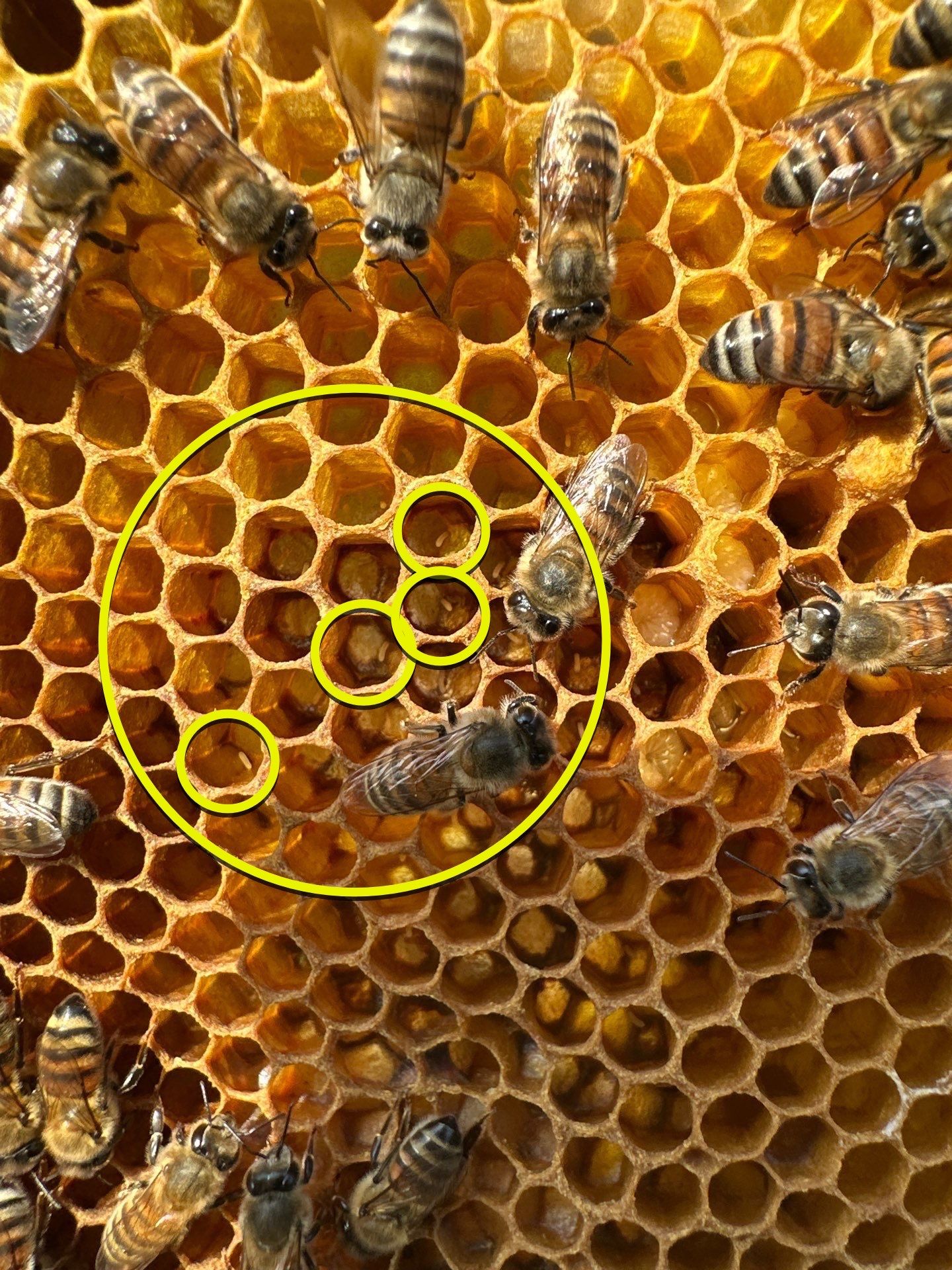 Rockwall County Ag. Exemption by Rockwall Honey Bee Company