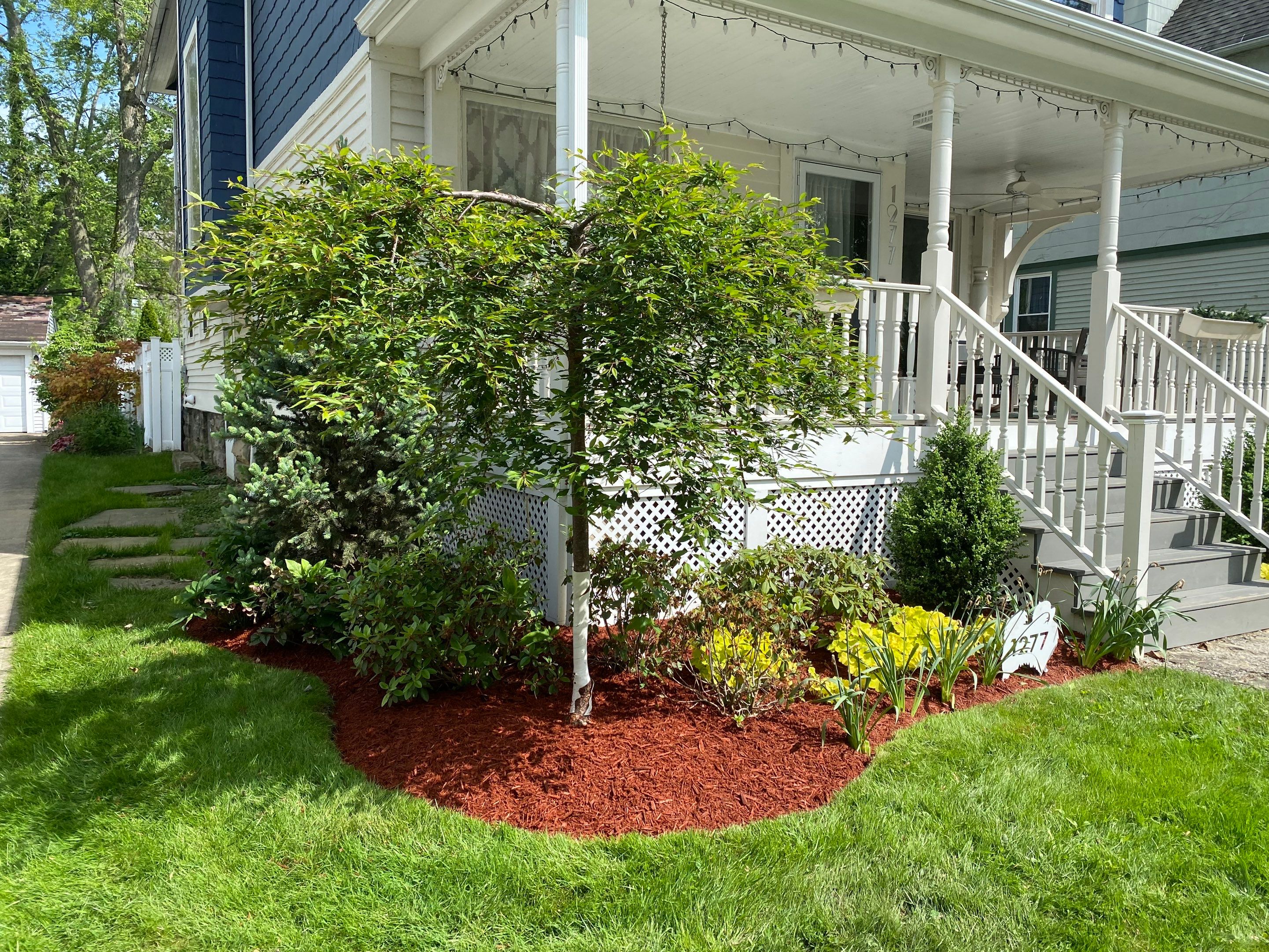 Christmas Hedge Install by Elm Rose Gardens