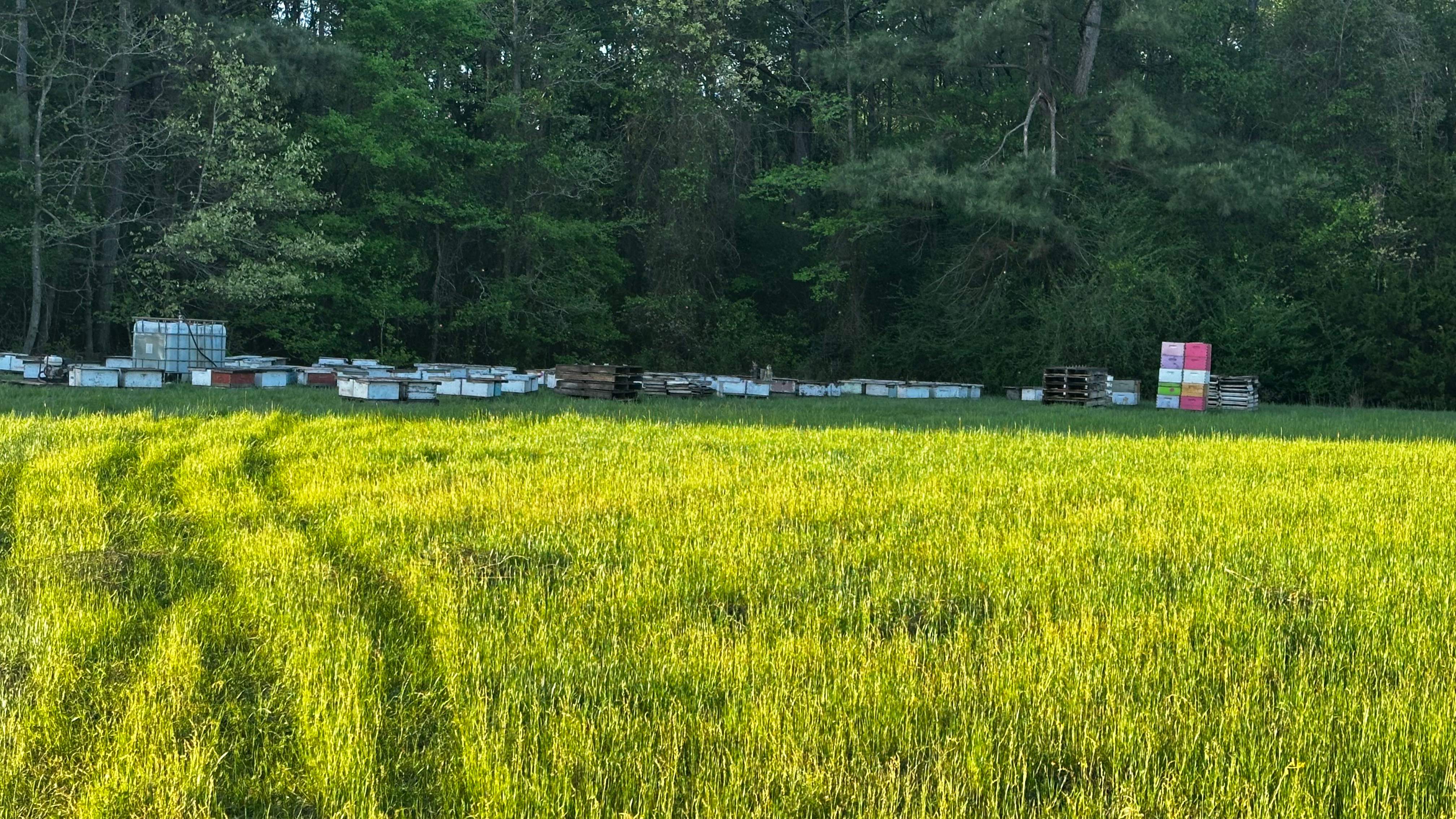 Traylor's Hay Meadow Apiary by Rockwall Honey Bee Company
