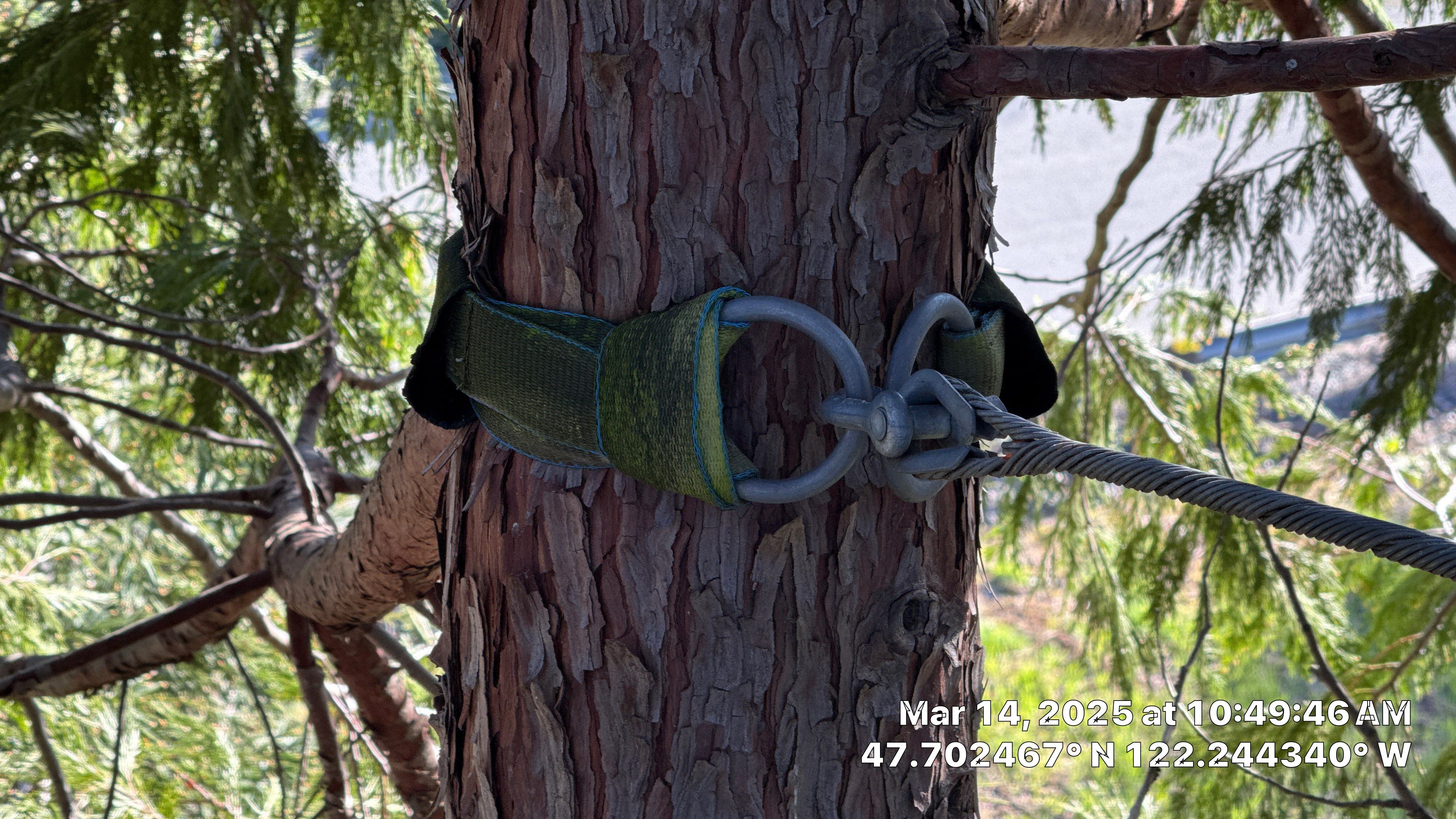 🧾 Tree Support System Assessment & Landmark Tree Risk Report – Holmes Point, Kirkland, WA by Sound Tree Care LLC