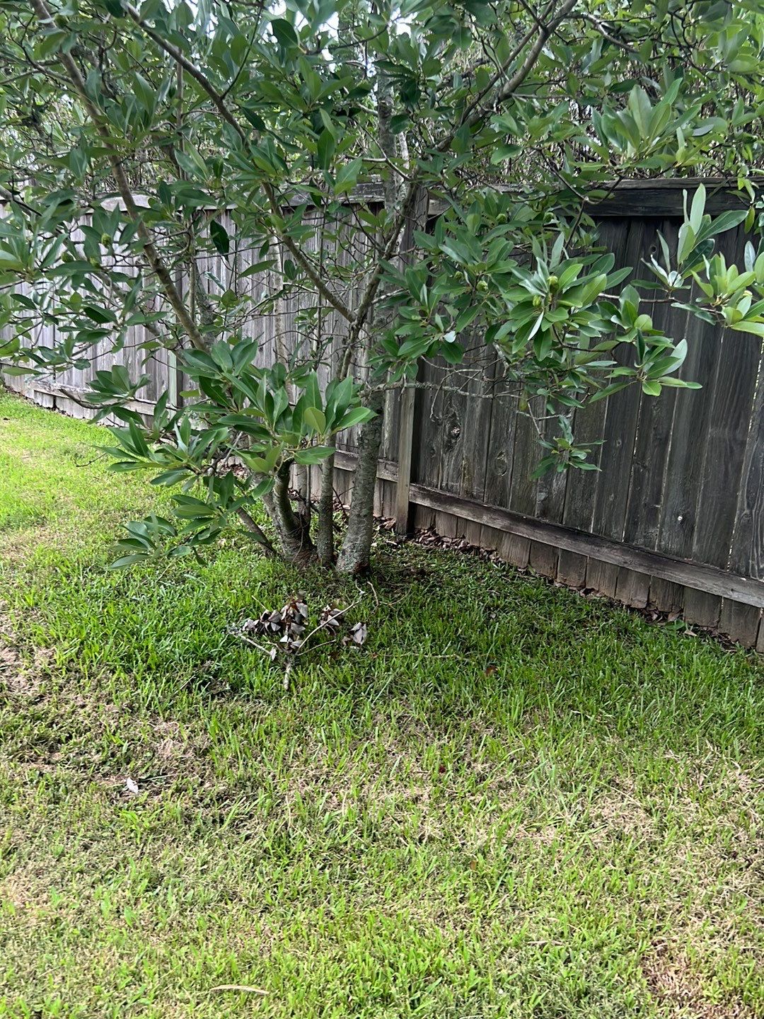 6ft Treated Pine Good Neighbor Fence French Gothic Posts by Roberson Construction LLC