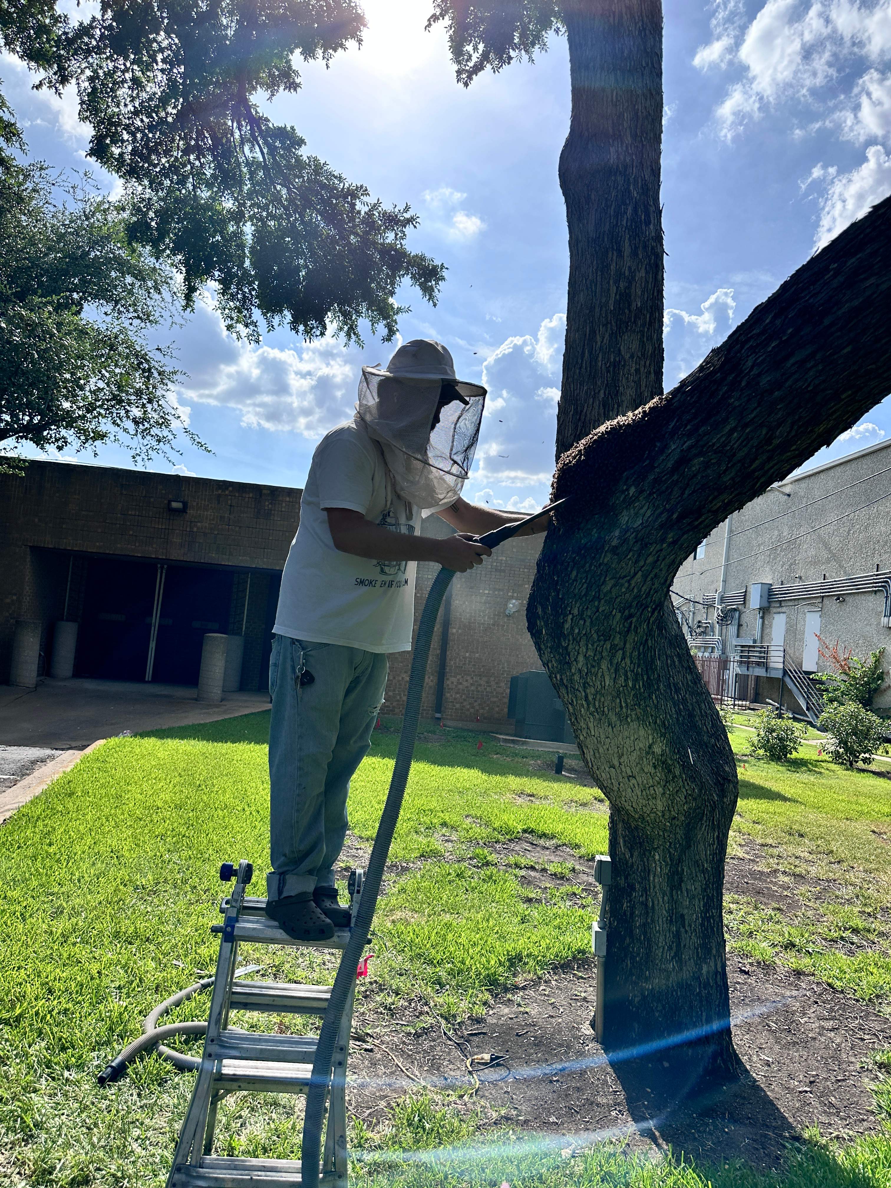 Favorite Tree Job by Rockwall Honey Bee Company