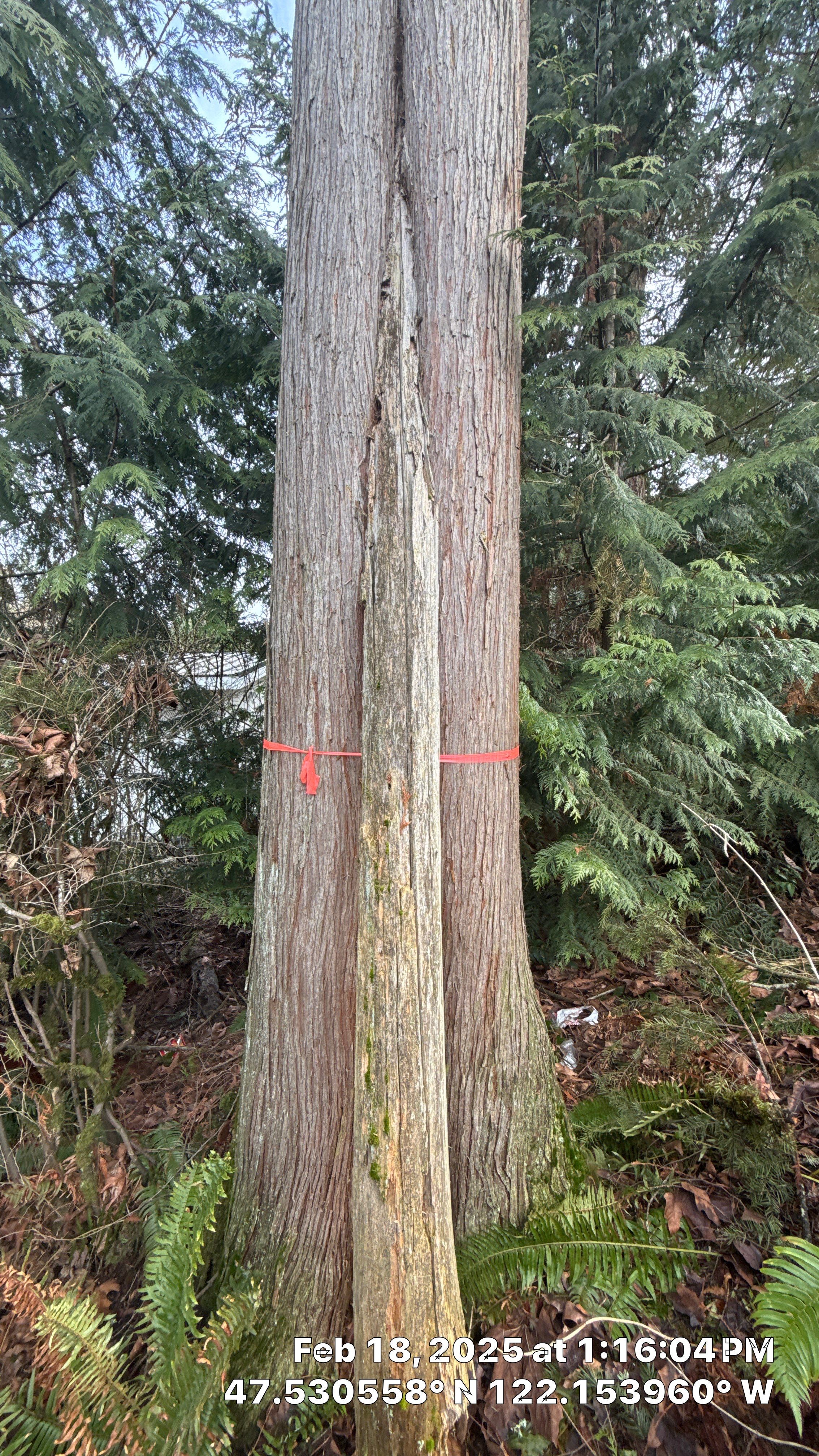 🌲 Newcastle HOA Arborist Report by Sound Tree Care LLC