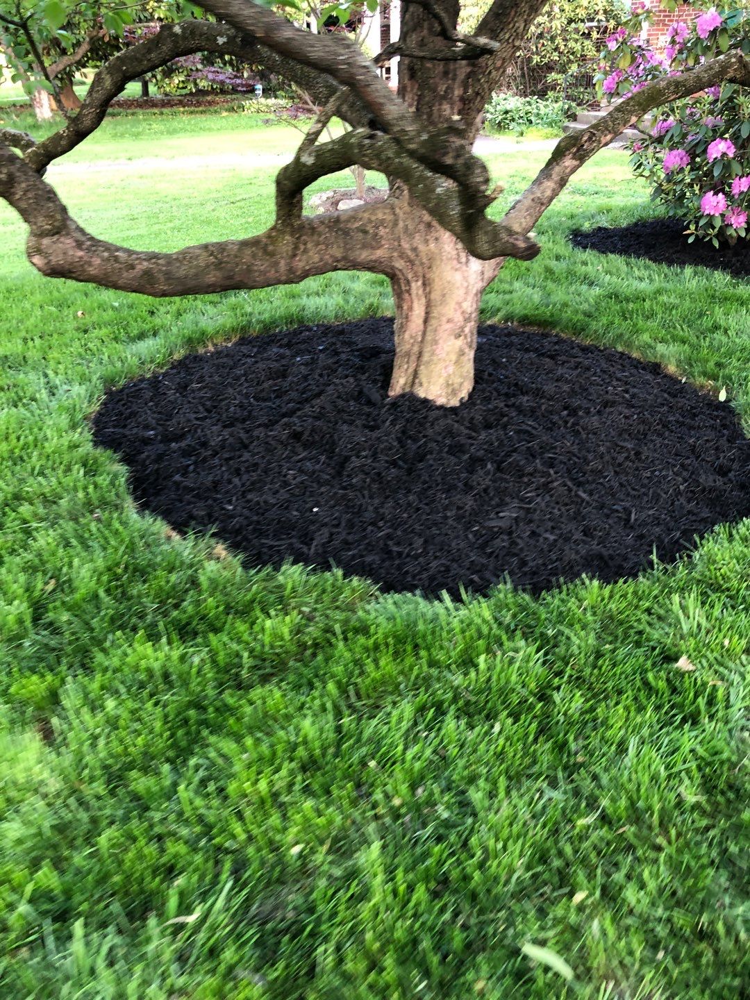 Liriope grasses, mulch and stone pavers by GrassBusters, Inc.