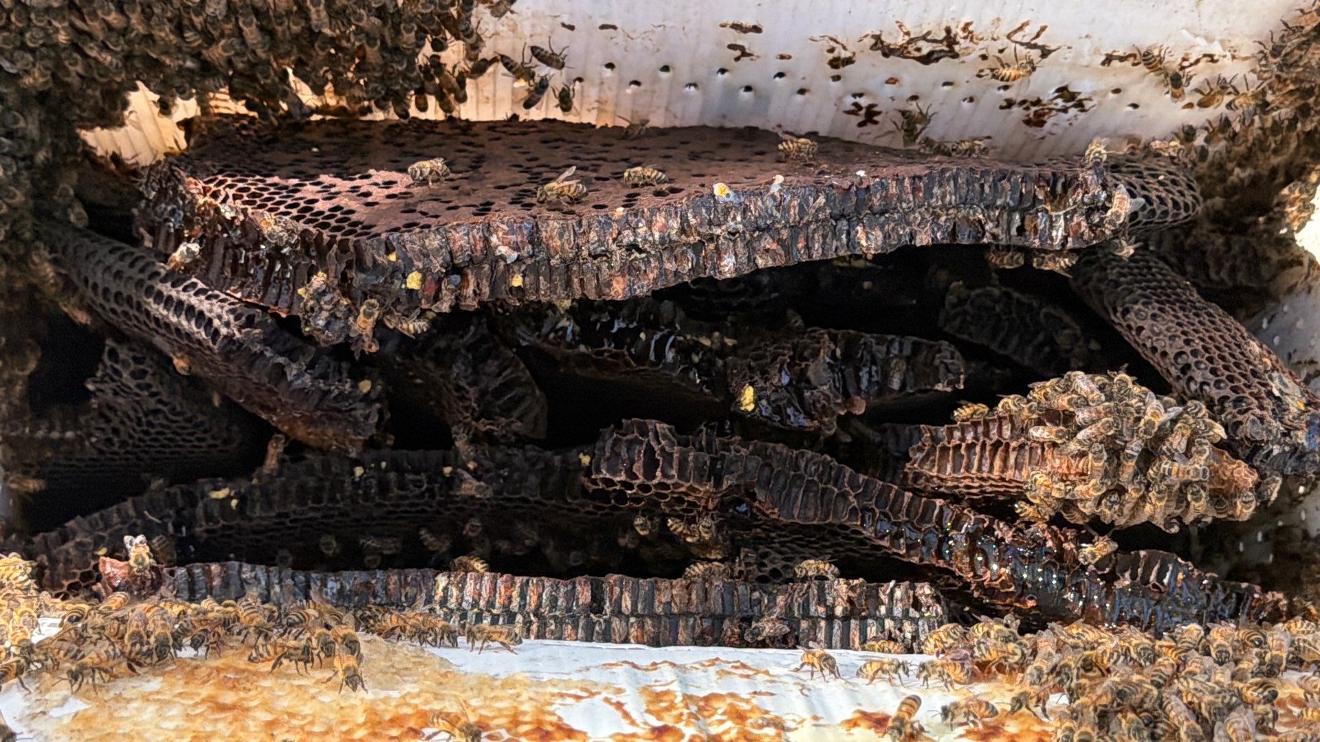 Abandoned House of Bees by Rockwall Honey Bee Company
