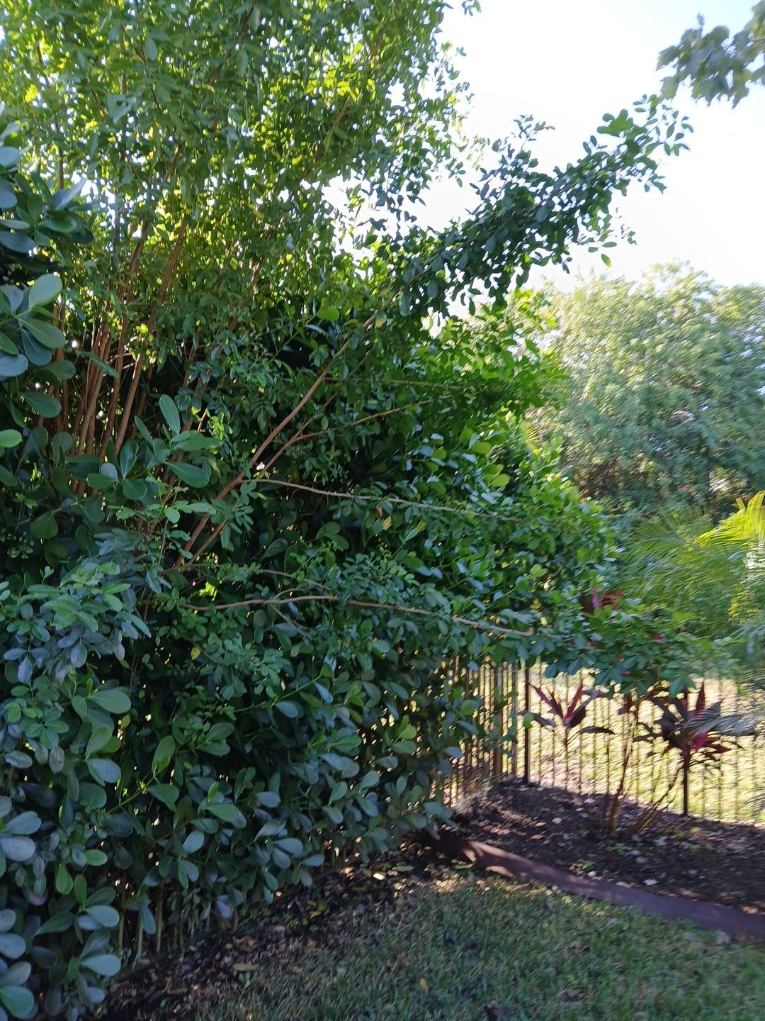 🌿✨ “Snip, Tip & Total Plant Care Bliss” in Palm City ✨🌿 by Alpha Zeta Enterprises Inc