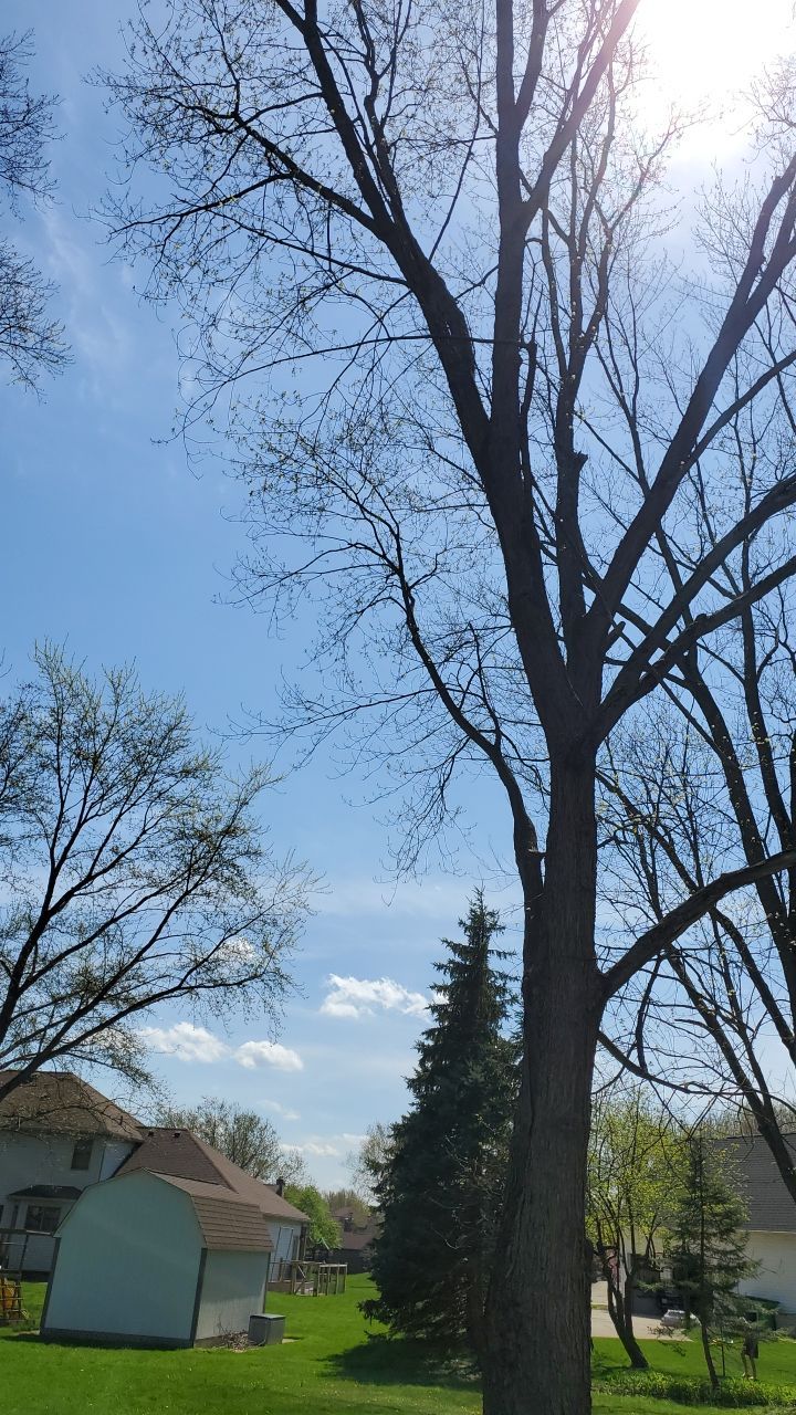 Tree Removal using Tree Removal by Mike Jones & Sons Tree Service LLC 