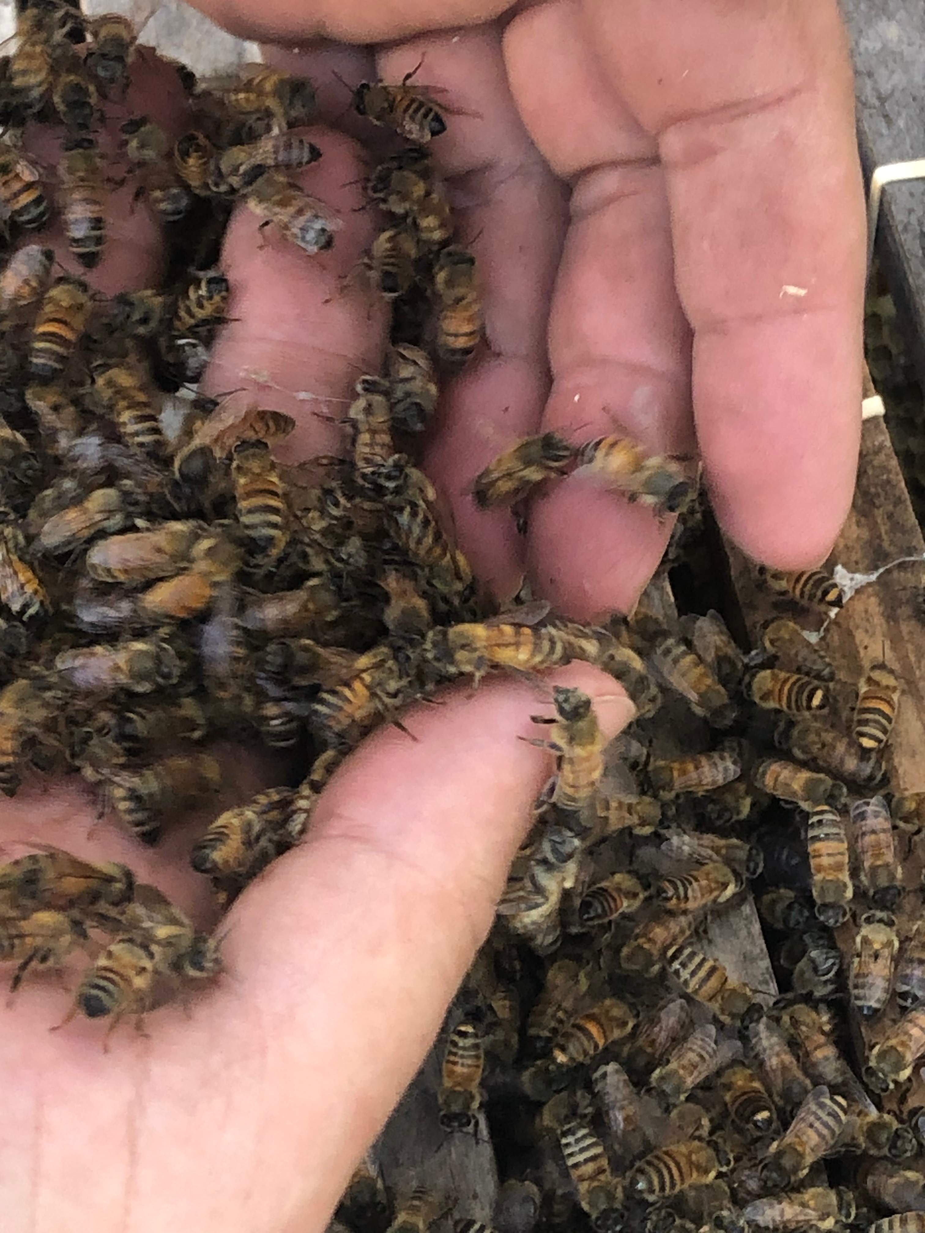 Bees Handled by Rockwall Honey Bee Company