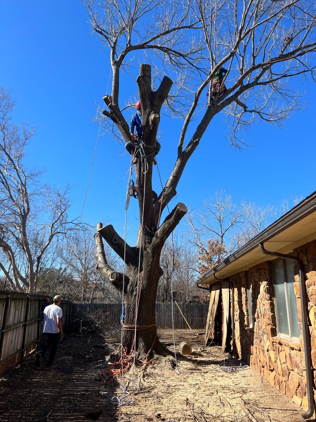 Large Oak Removal by Clays Services Inc