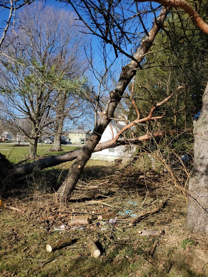 Storm Damaged Tree Removal  using Tree Removal by Mike Jones & Sons Tree Service LLC 