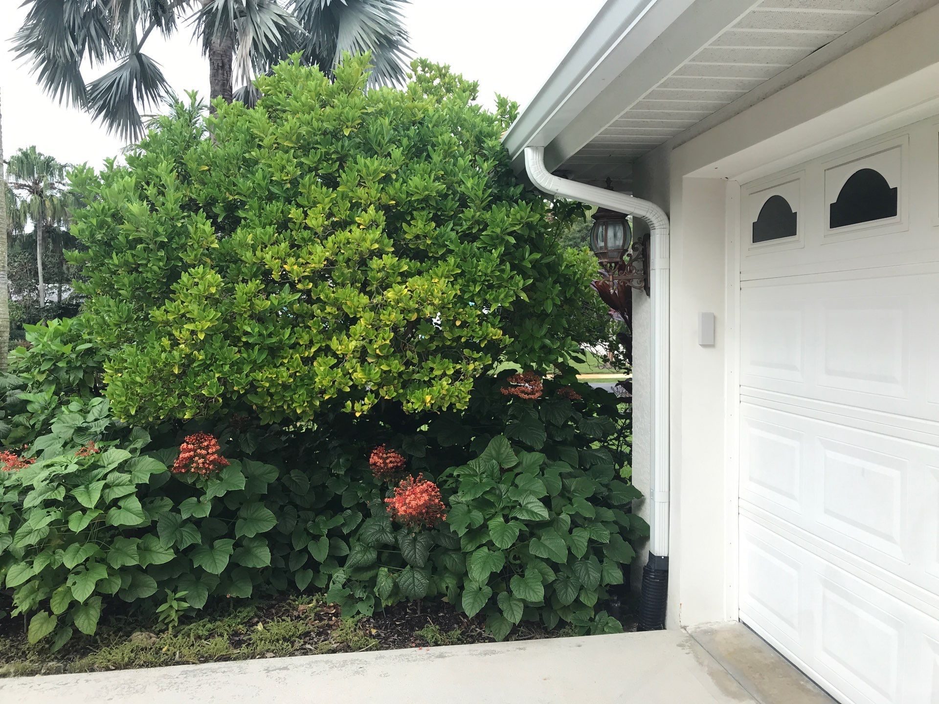 🌴 Landscape Removal and Install in Palm City by Alpha Zeta Enterprises Inc