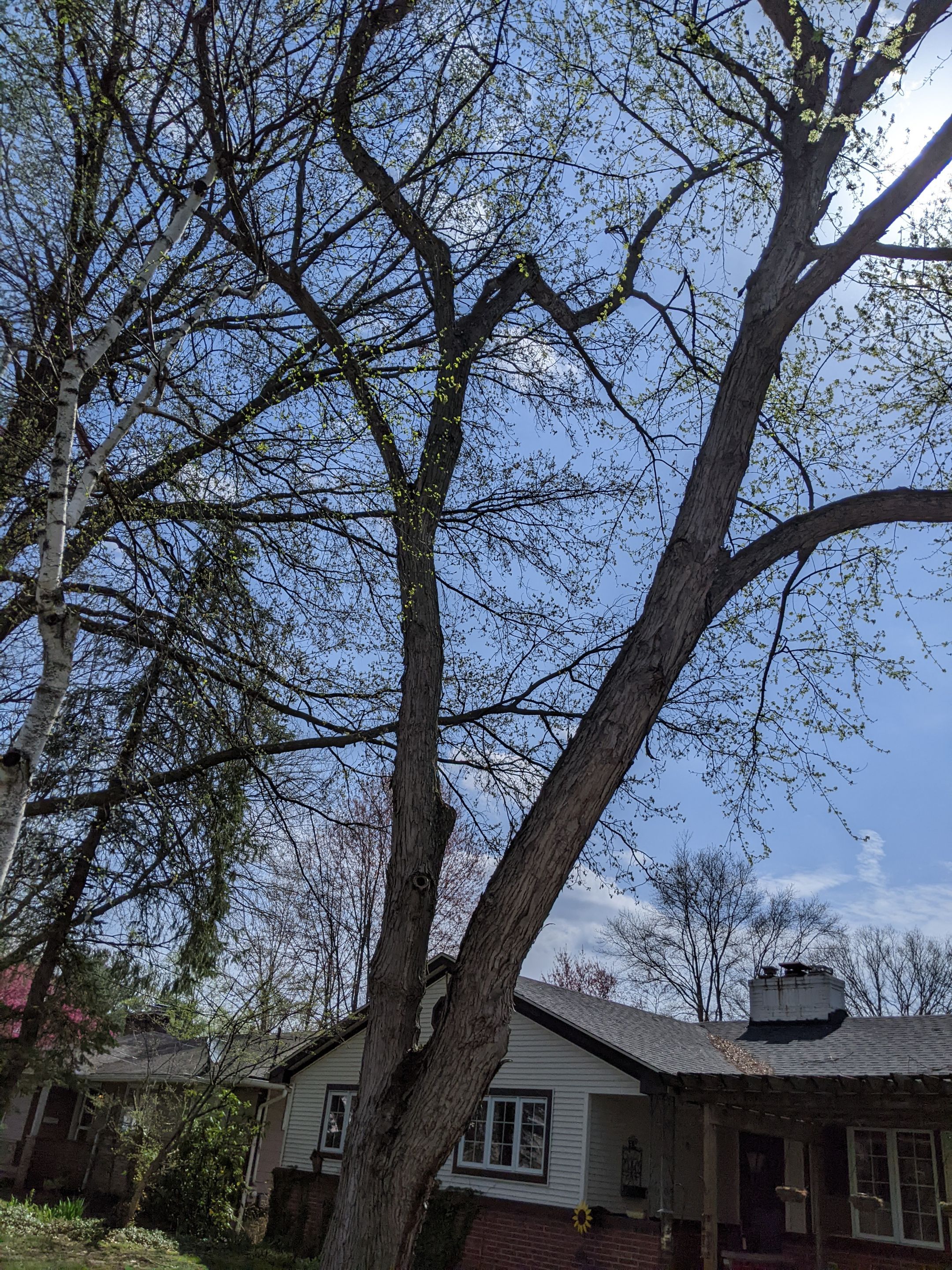 Tree Removal using Tree Removal by Mike Jones & Sons Tree Service LLC 