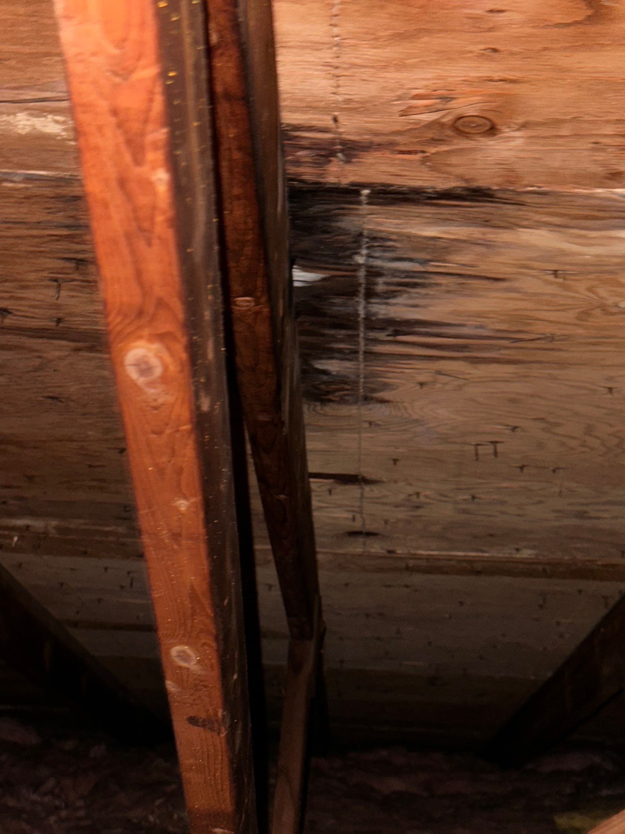 Silver Birch Shingles by Reimagine Roofing