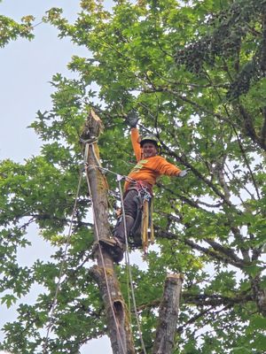 Kent Tree Removals – Safe, Efficient, and Professional