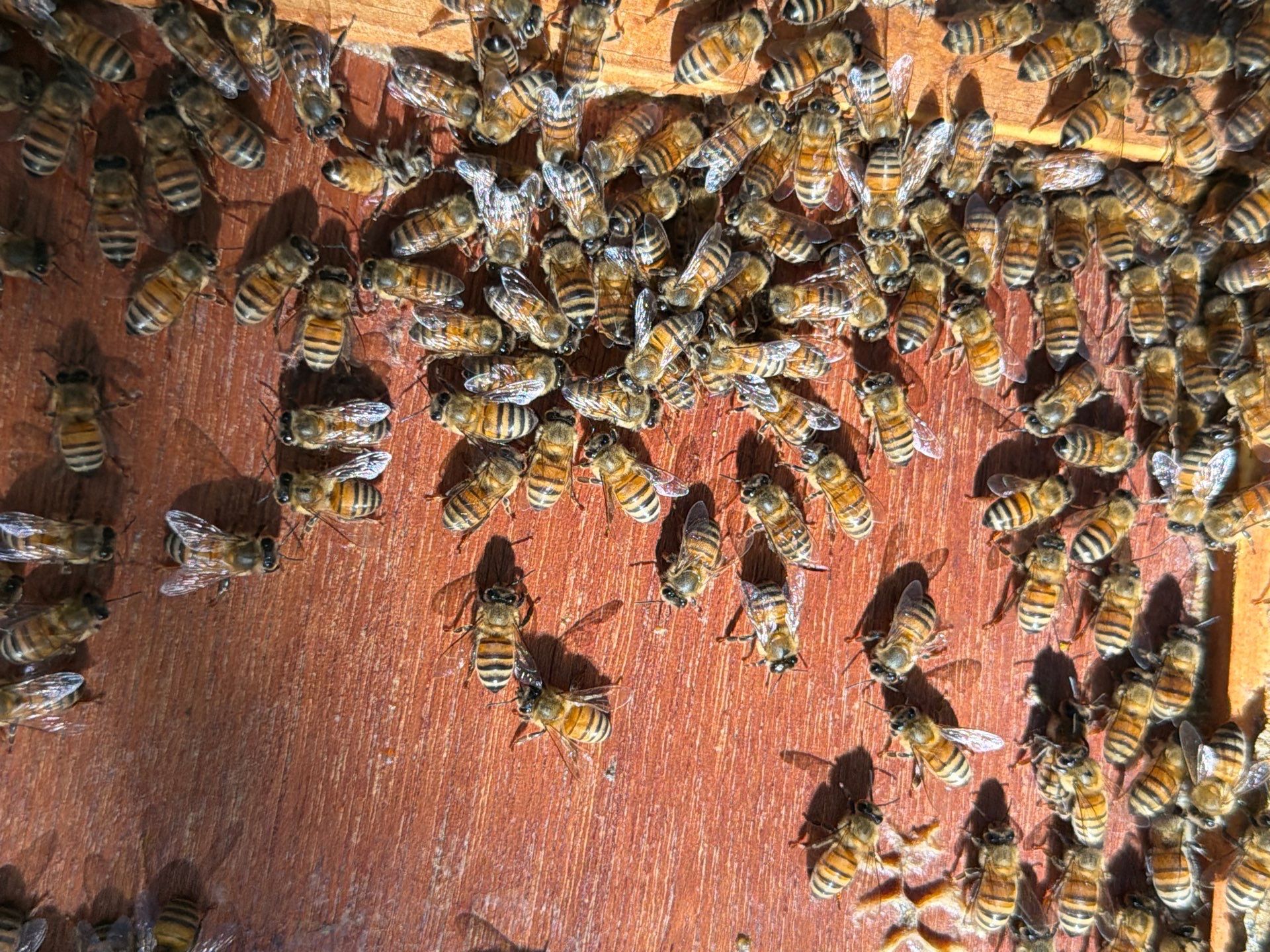 Backyard Survivor Stock by Rockwall Honey Bee Company