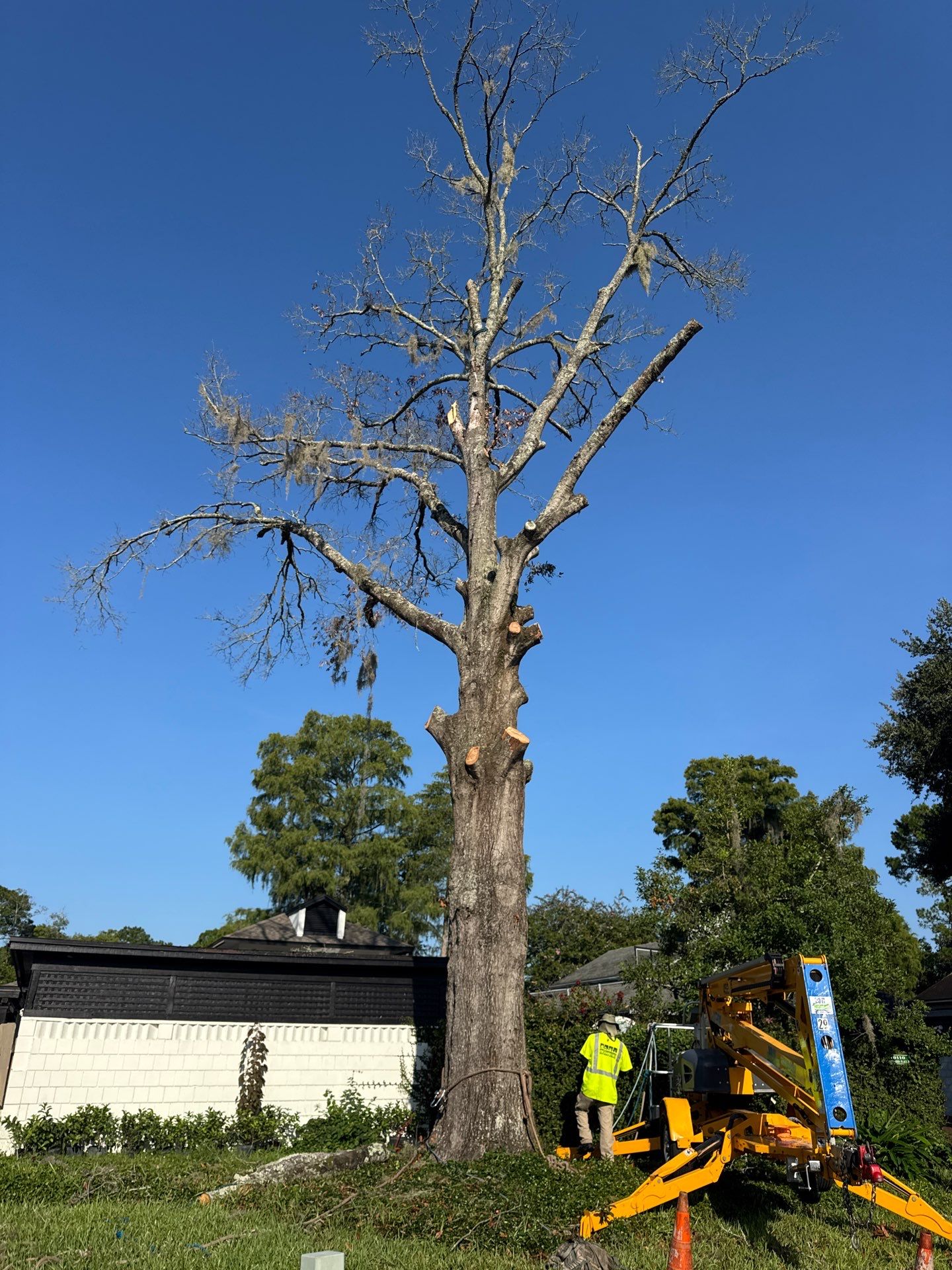 Deerwood Resident | Tree Removal by ProGreen Services