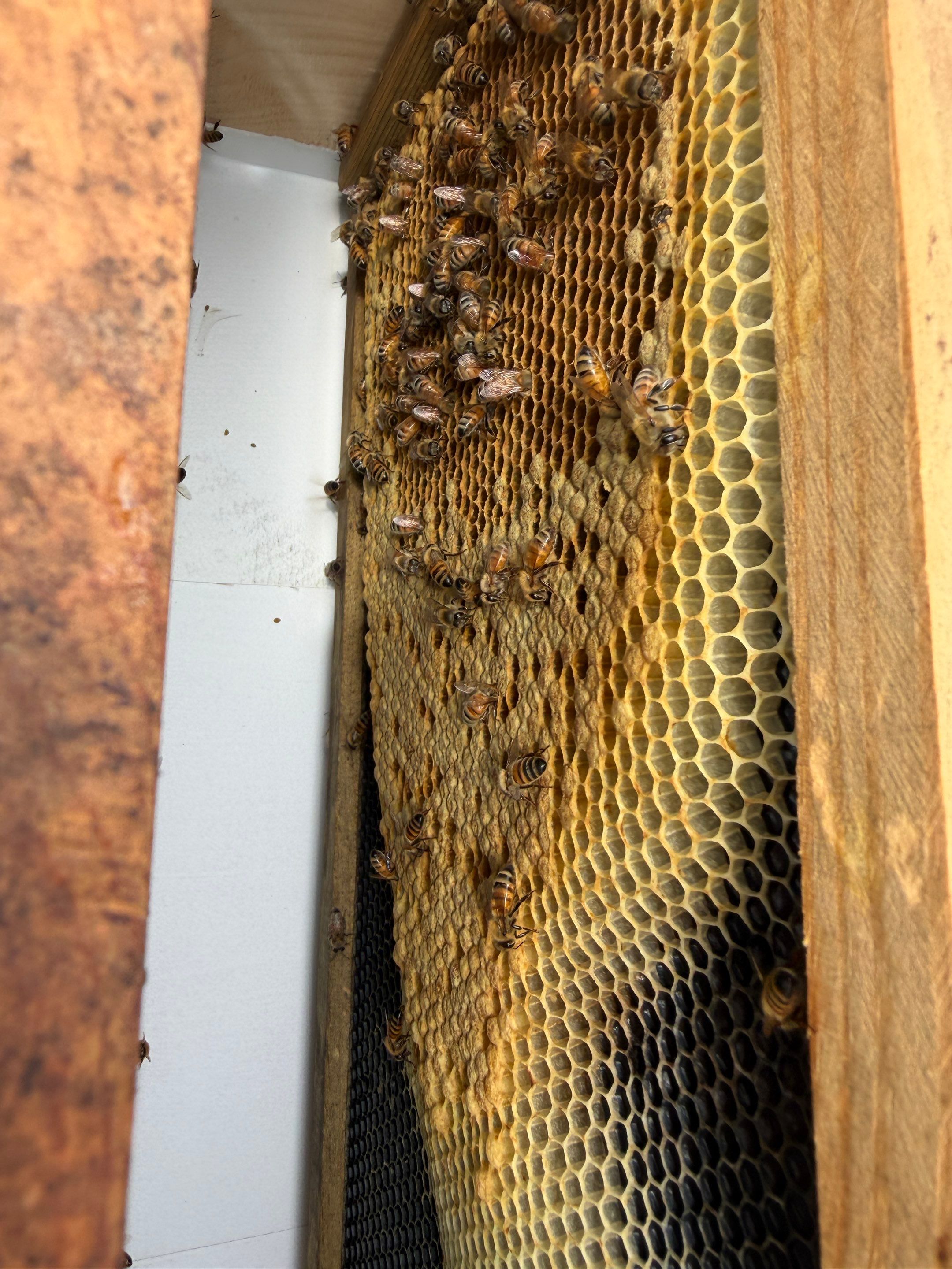 The Lion and the Lamb Apiary by Rockwall Honey Bee Company