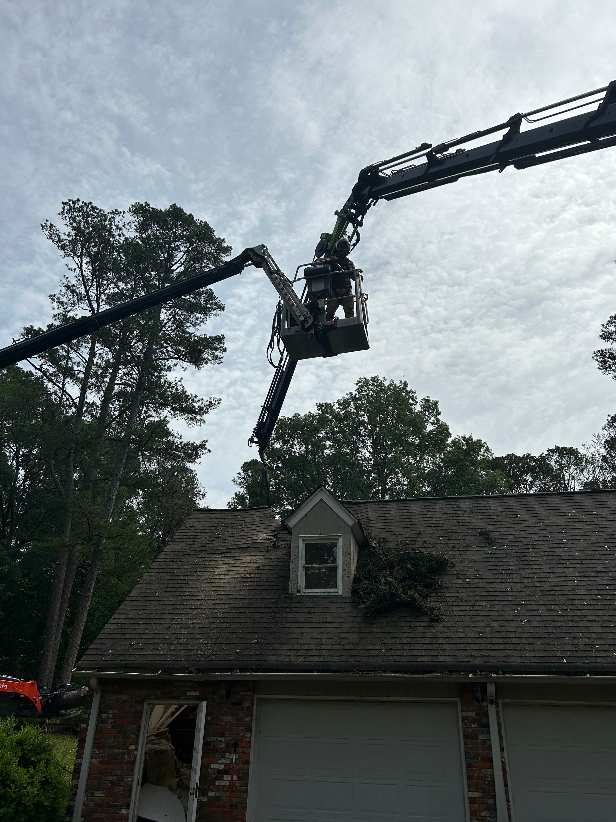Disaster Relief - Uprooted Pine by American Arbor