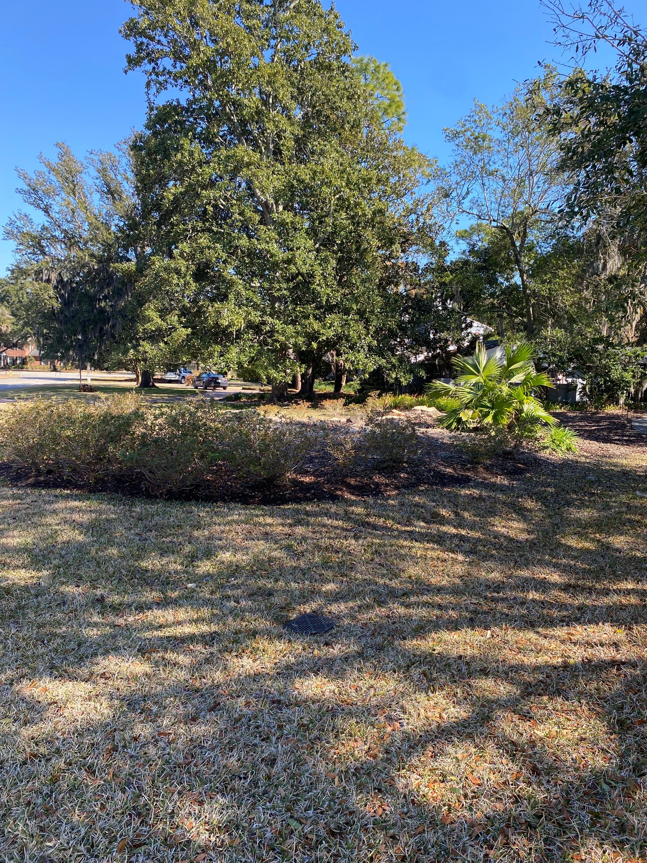 Deerwood Resident | Tree Removal & Mulch Install by ProGreen Services
