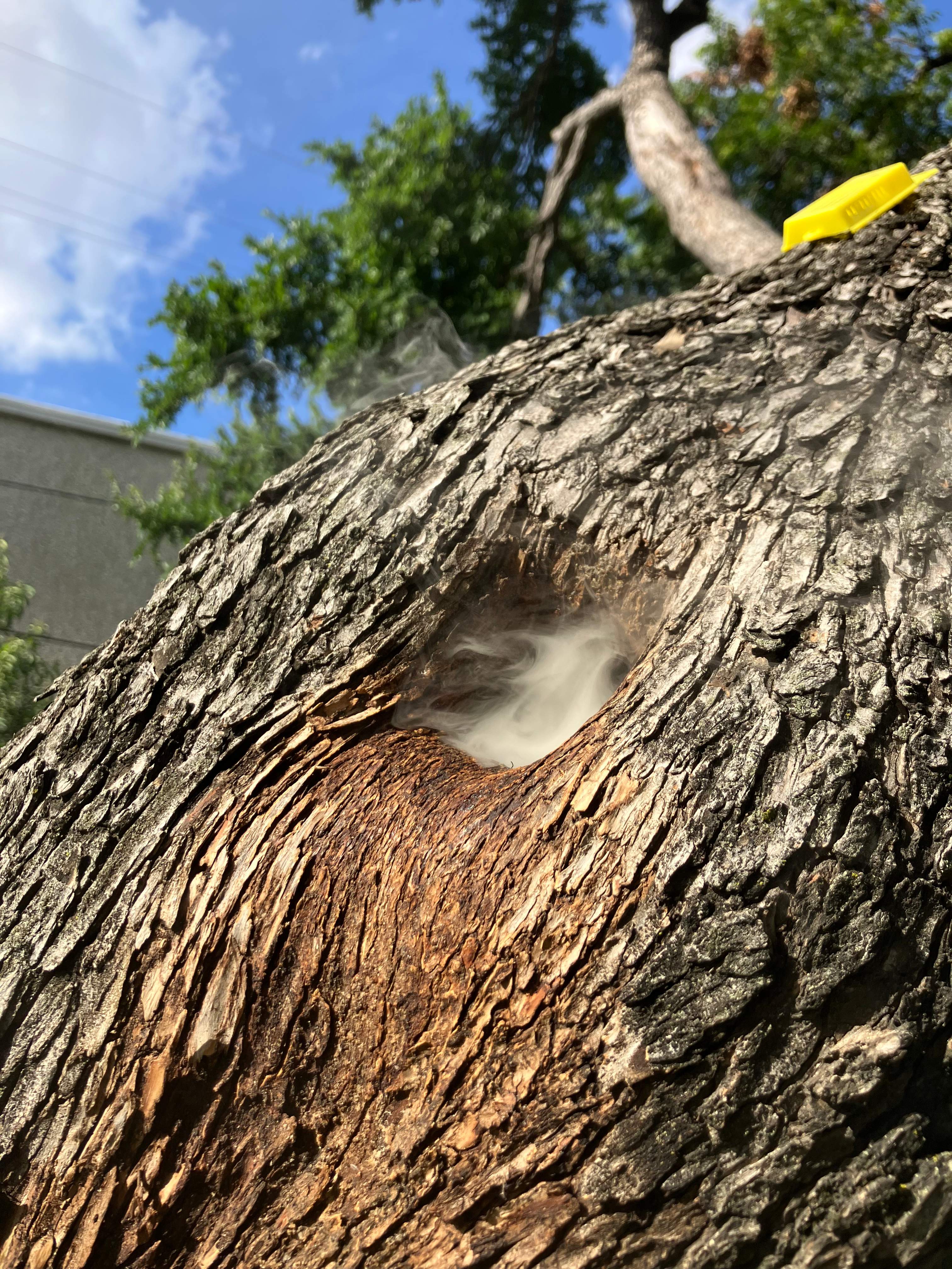 Favorite Tree Job by Rockwall Honey Bee Company