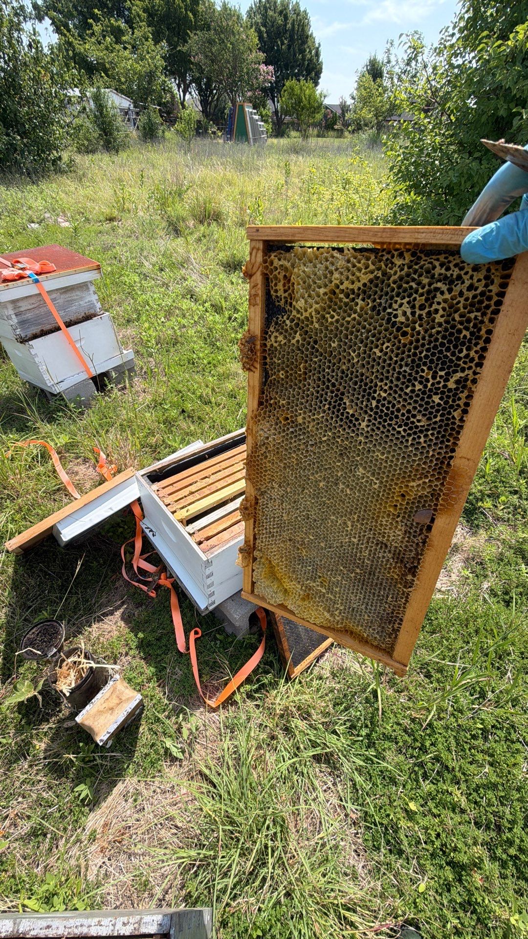 Baseball Diamond Apiary by Rockwall Honey Bee Company