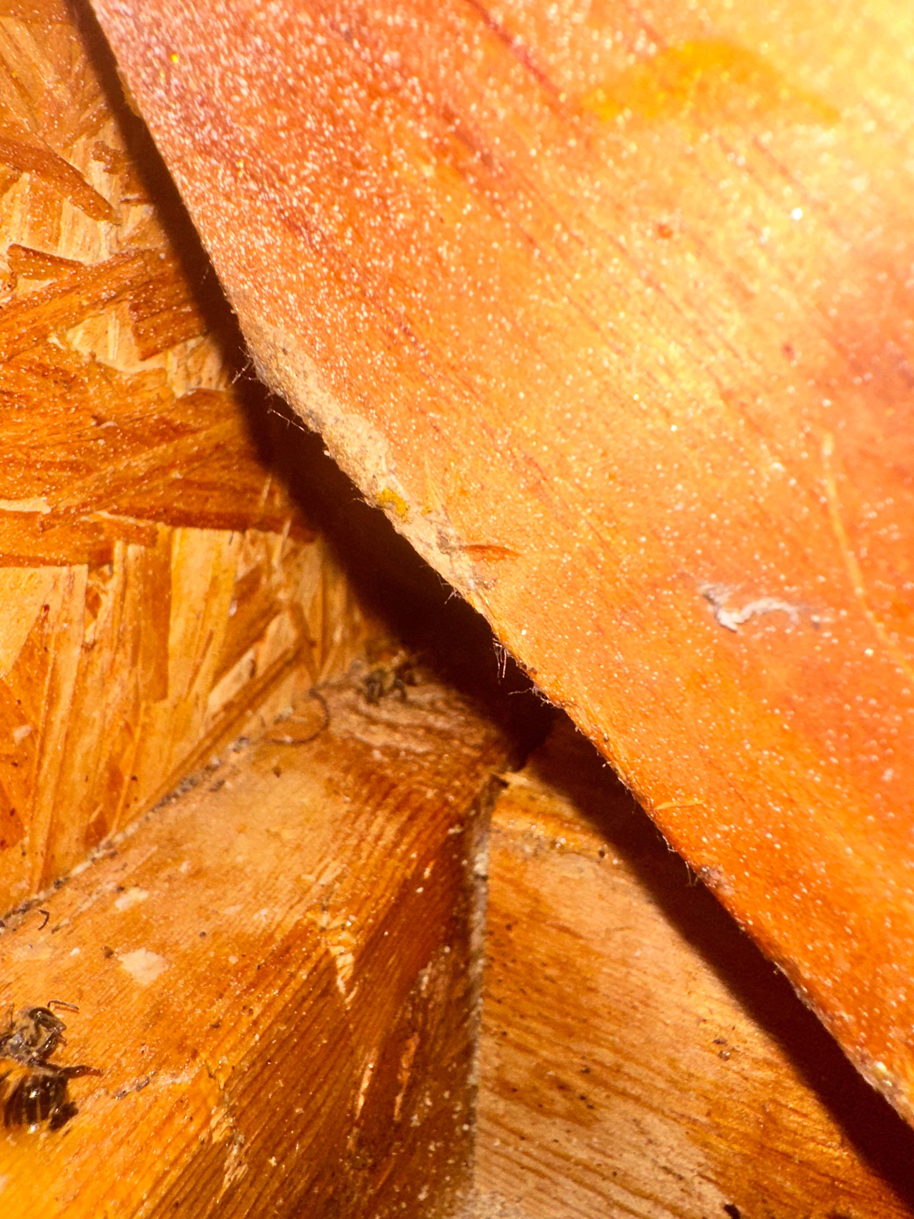 Way, WAY up! by Rockwall Honey Bee Company