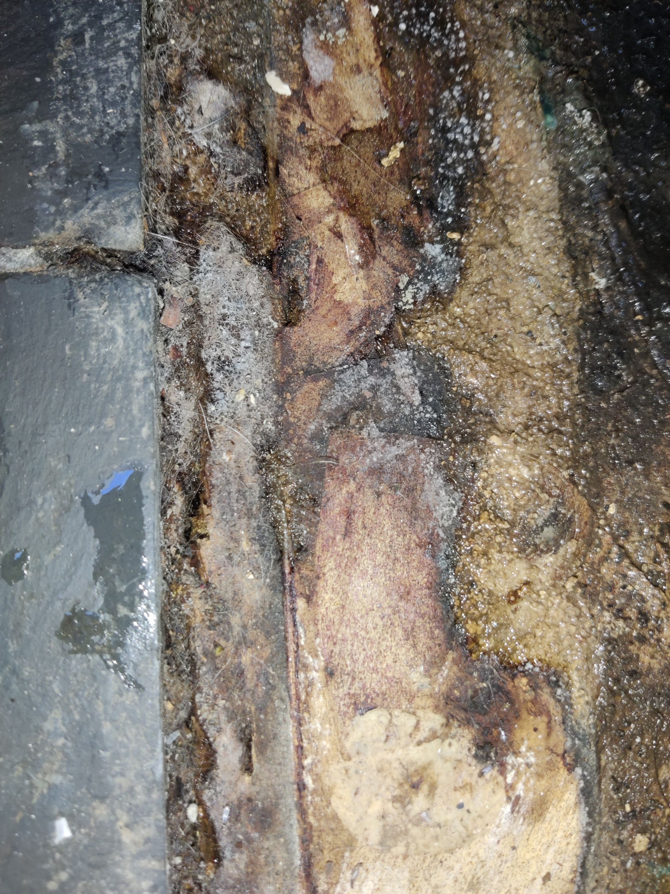 Mold Remediation using Containment by Accountable Home Services