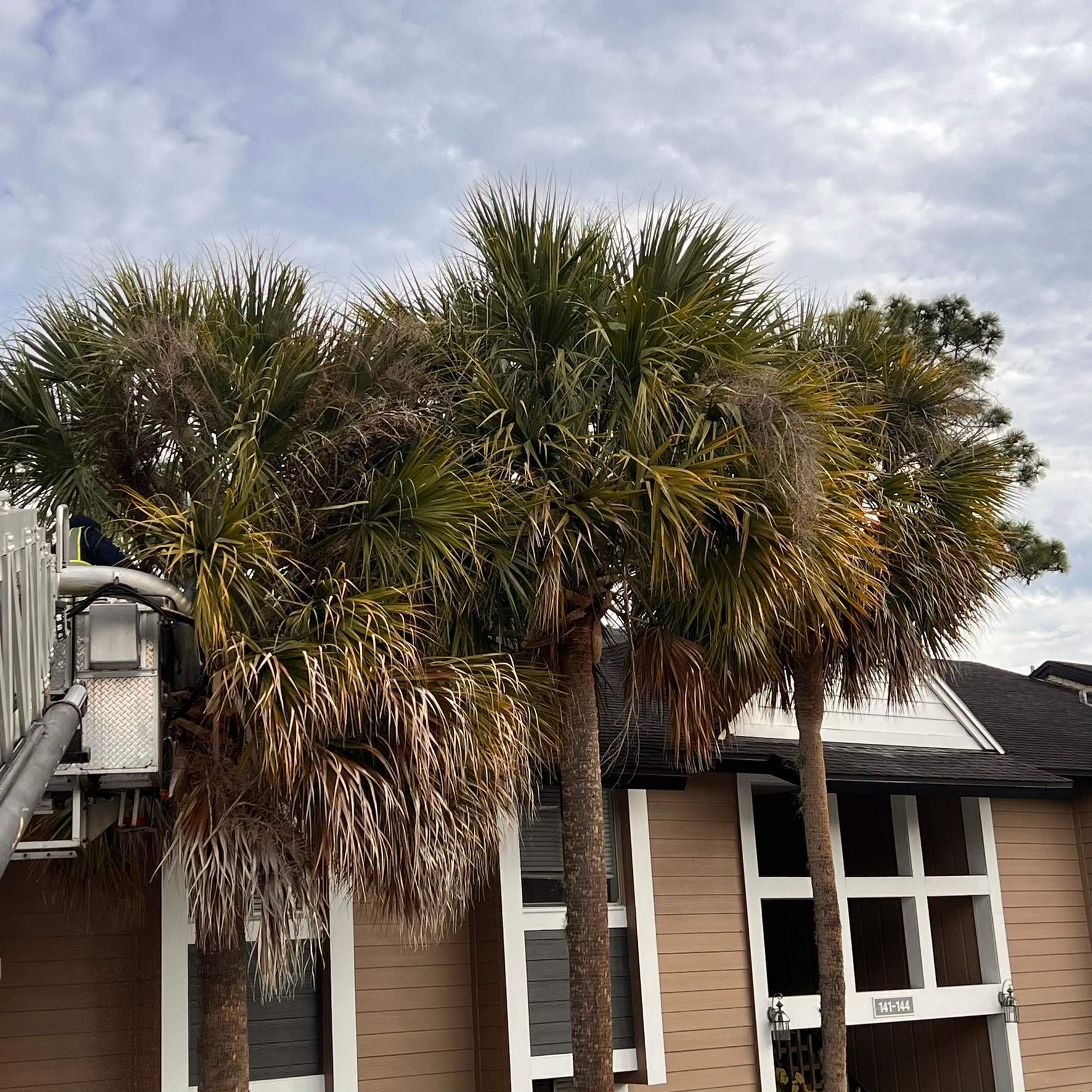 Tree Trimming | Preserve at San Jose by ProGreen Services