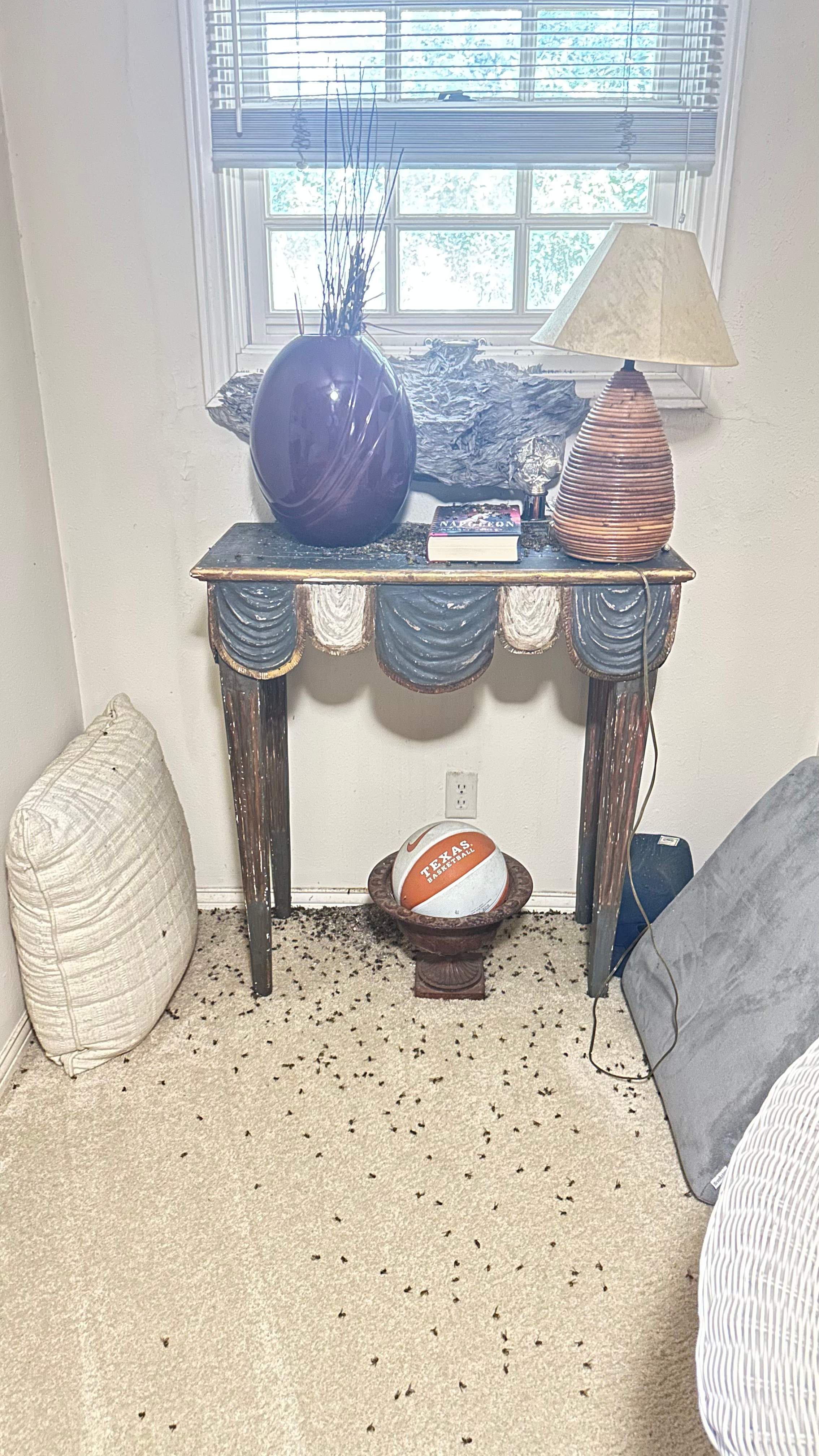 Yellowjackets in Bedroom by Rockwall Honey Bee Company