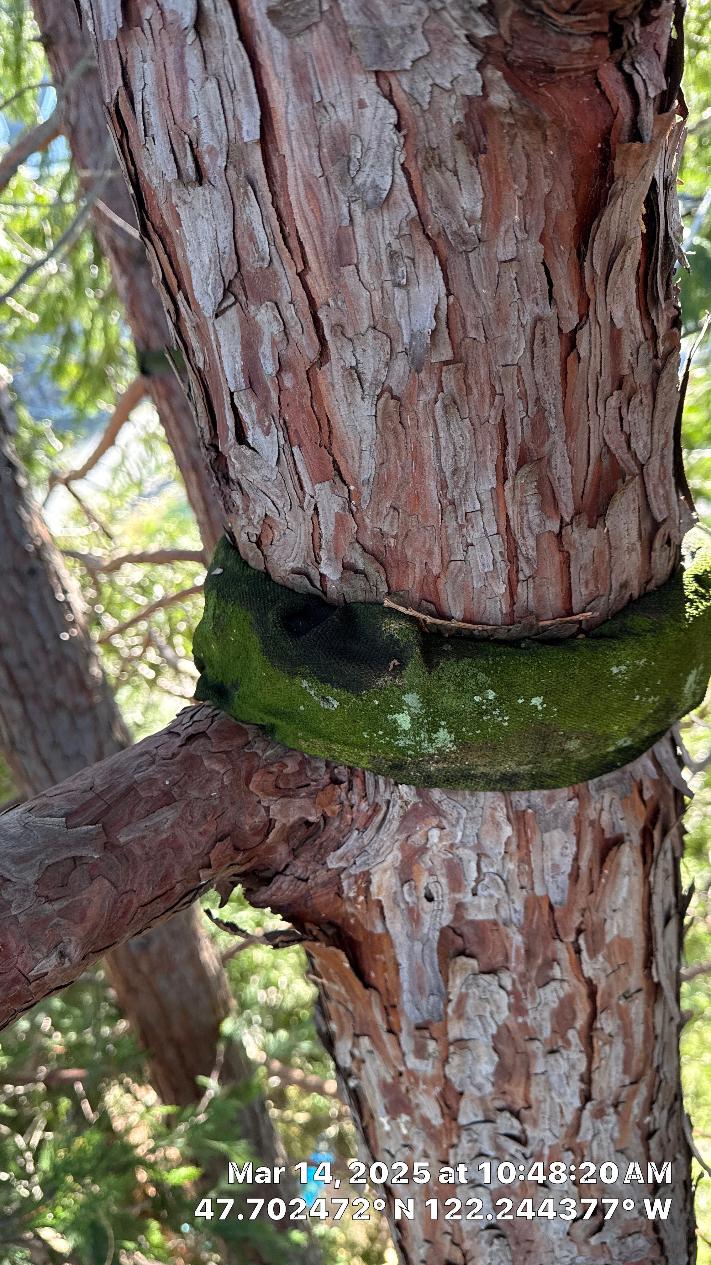 🧾 Tree Support System Assessment & Landmark Tree Risk Report – Holmes Point, Kirkland, WA by Sound Tree Care LLC