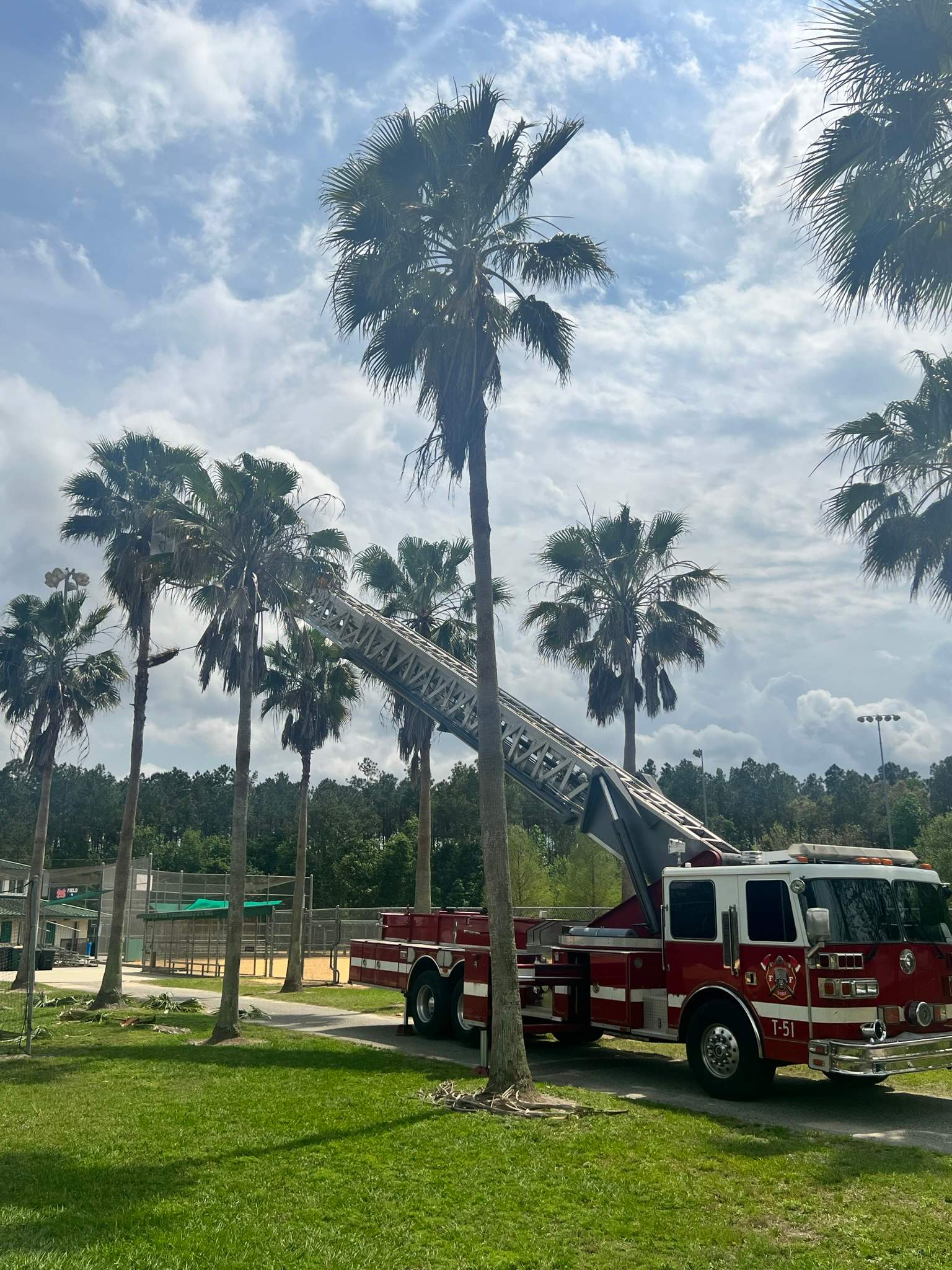 Palm Trimming | Palmetto Leaves Softball Park by ProGreen Services