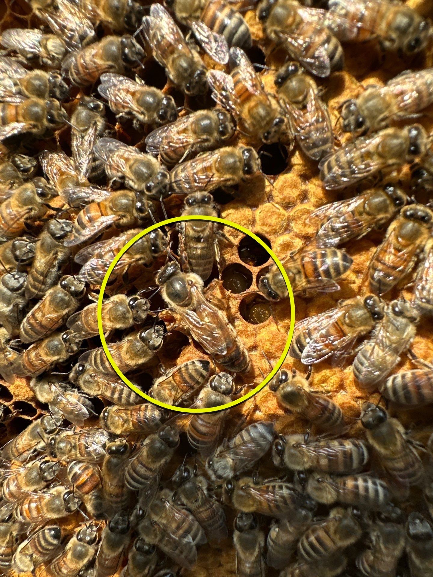 Rockwall County Ag. Exemption by Rockwall Honey Bee Company