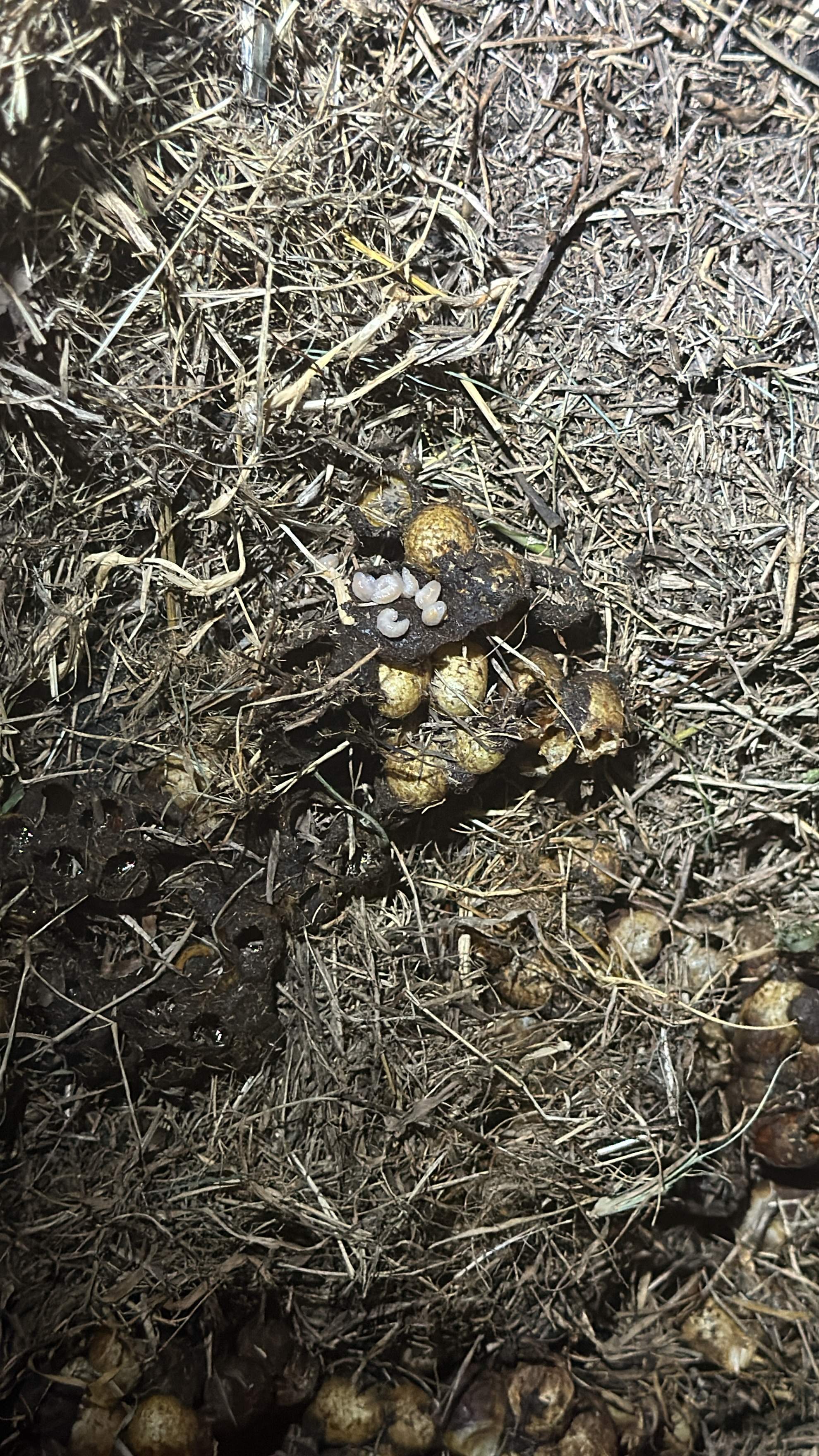 Bumblebees! by Rockwall Honey Bee Company