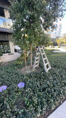 Newport HOA Holiday Lighting