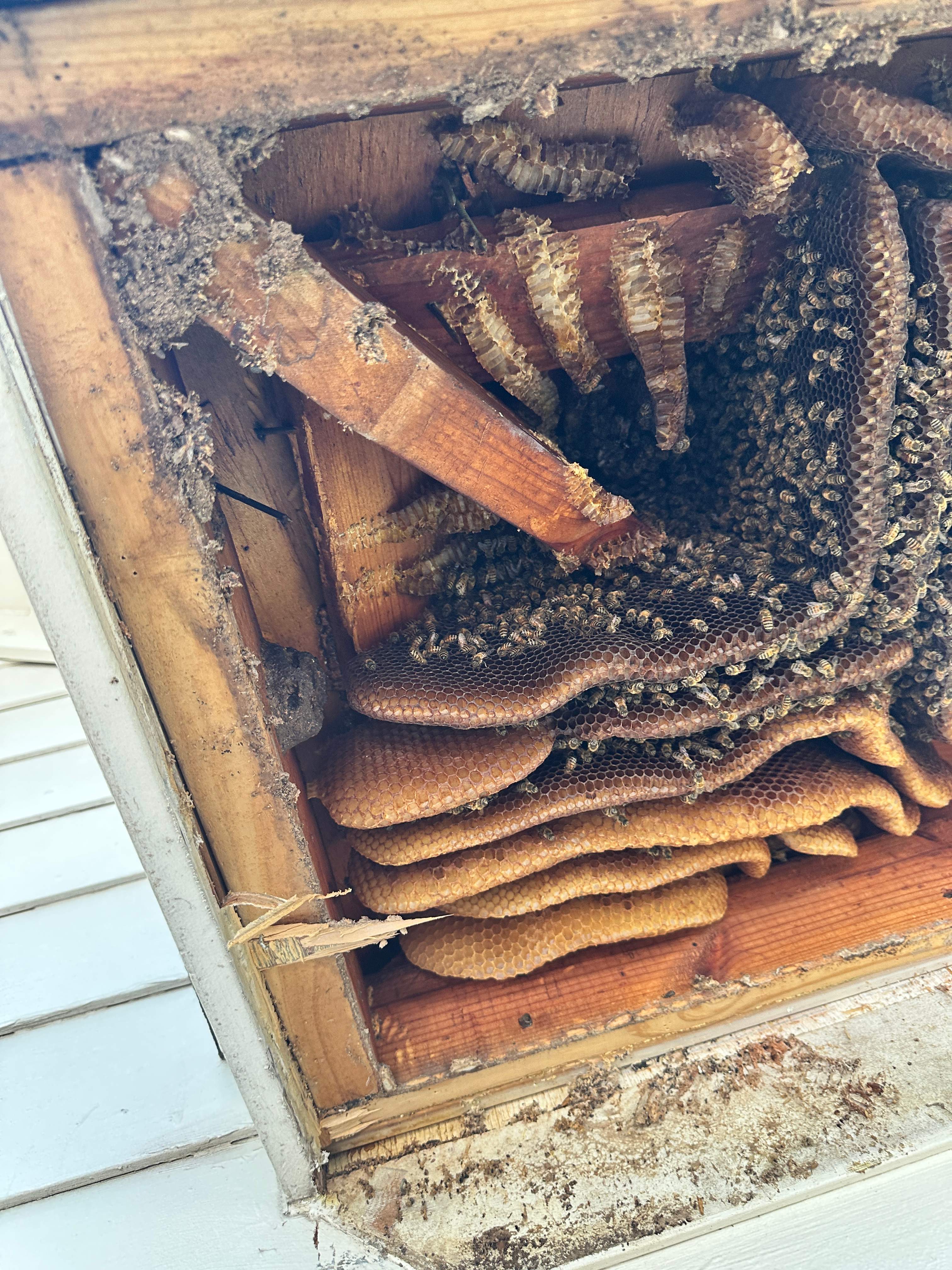 Last of 2025 by Rockwall Honey Bee Company