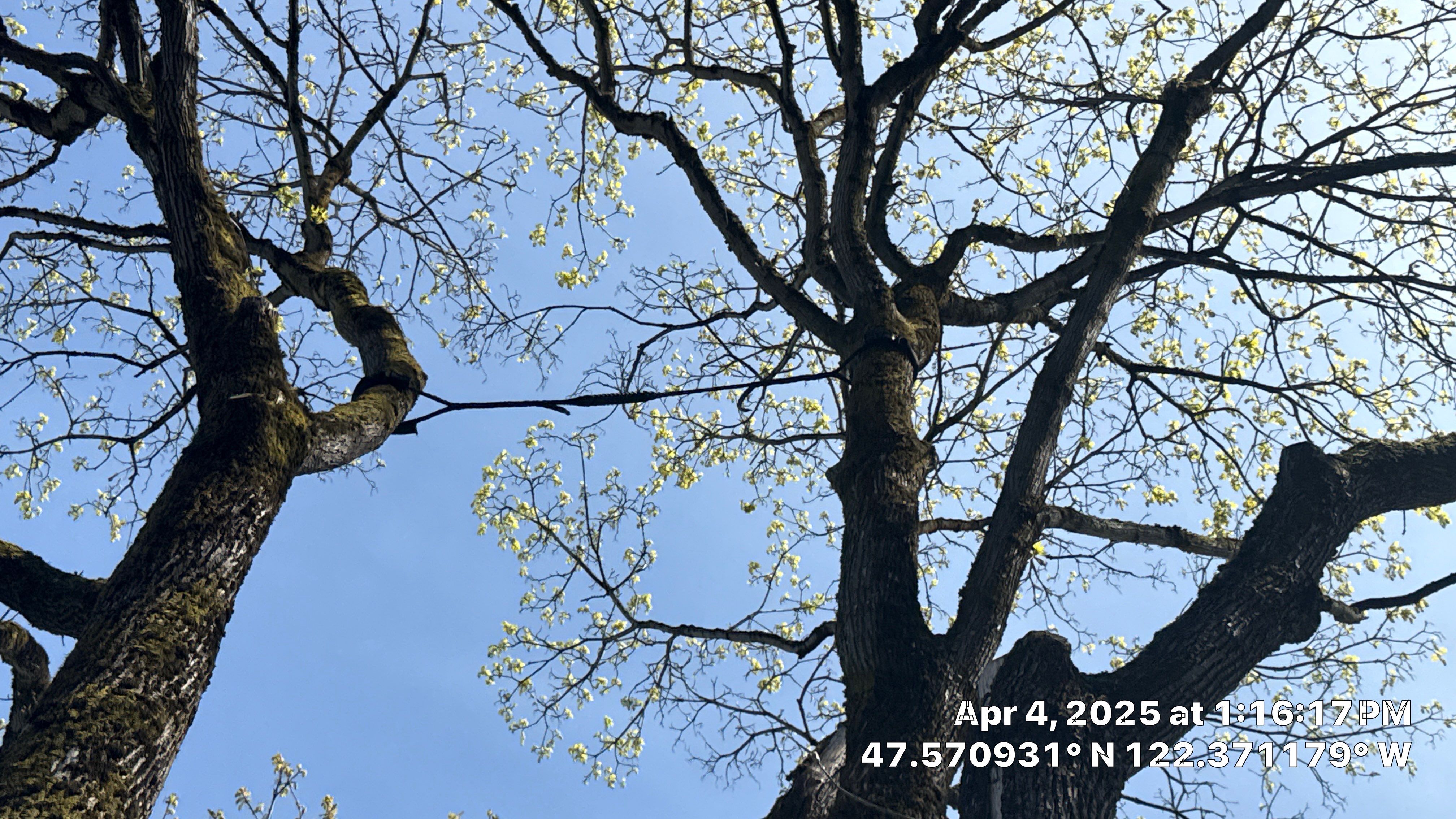 Arborist Assessment using Level 1 Visual Assessment by Sound Tree Care LLC