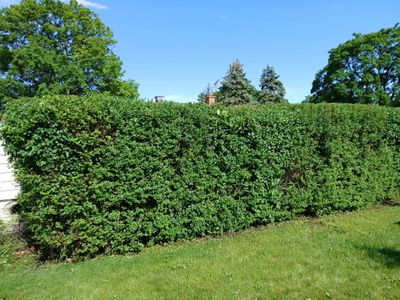 Pamela D. - Mount Prospect, IL