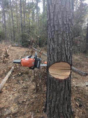 Saw Stuck In A Tree