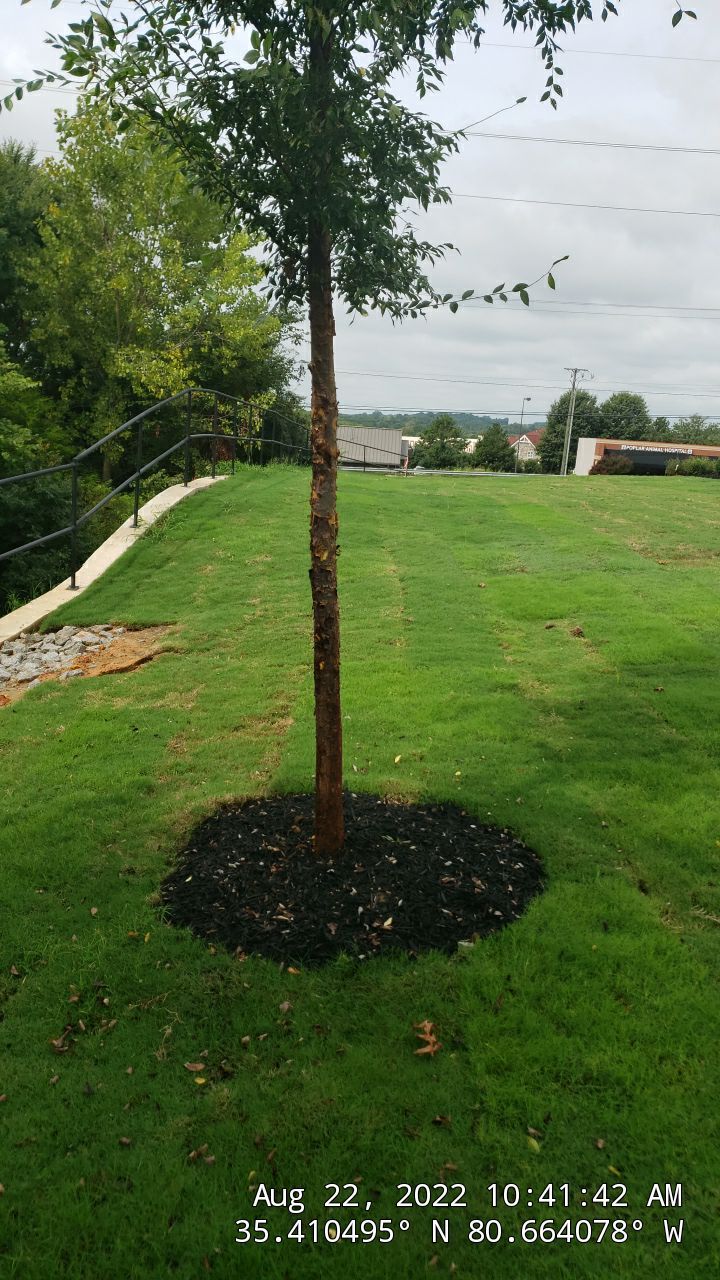 Harris Teeter Fuel Station Project Concord NC - (Commercial) by Carolina-Metro Landscape, Inc