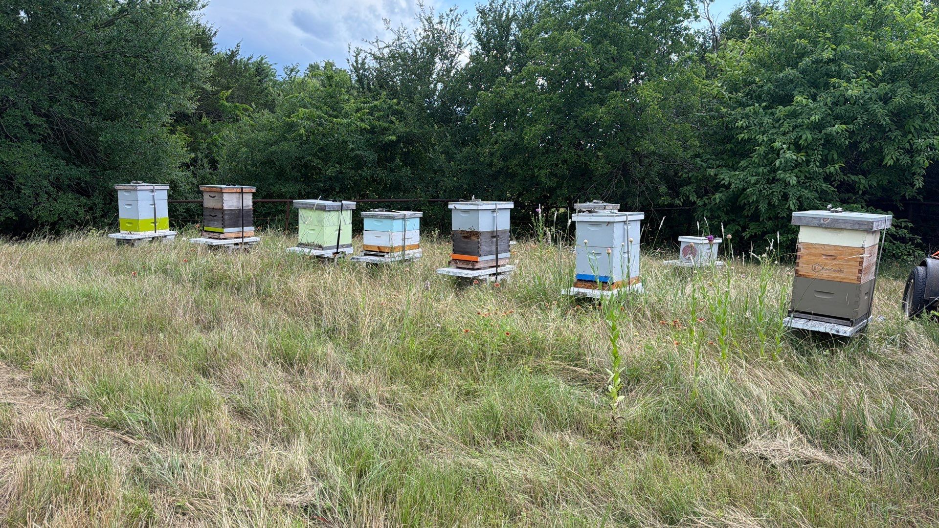 Bees for Ag. Exemption in Heath by Rockwall Honey Bee Company