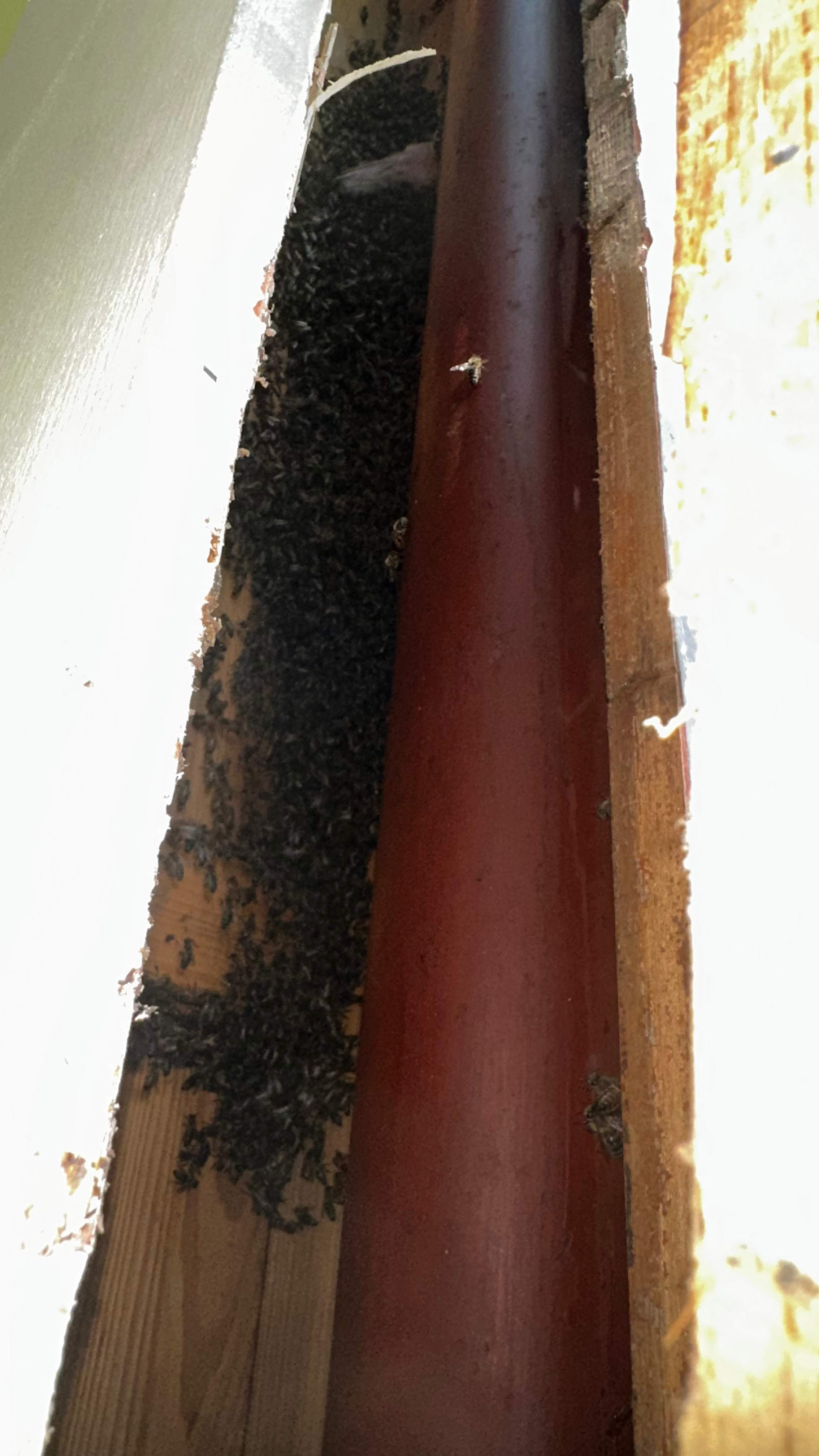 Column Bees by Rockwall Honey Bee Company