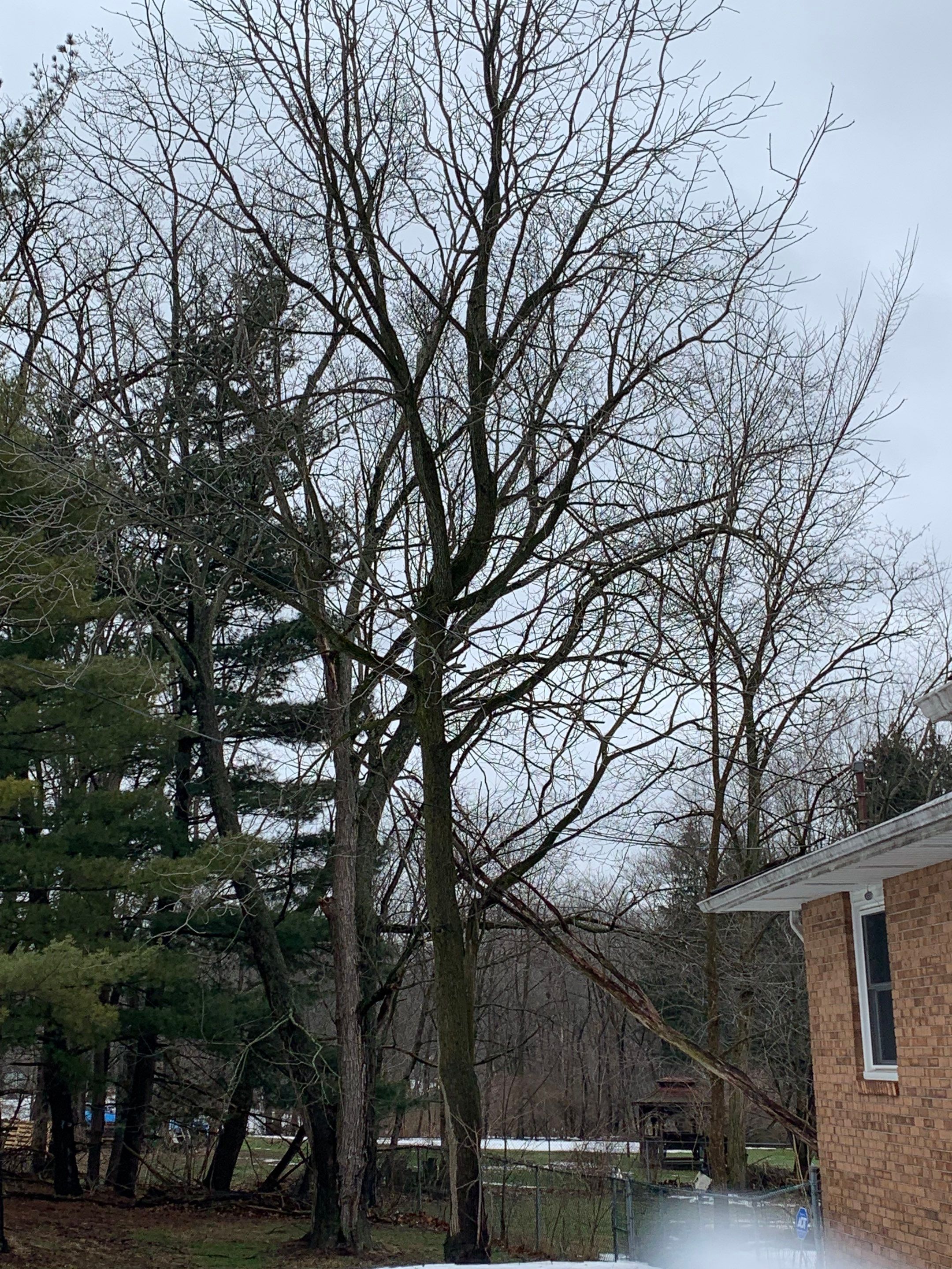 Tree Trimming using Tree Pruing by Mike Jones & Sons Tree Service LLC 