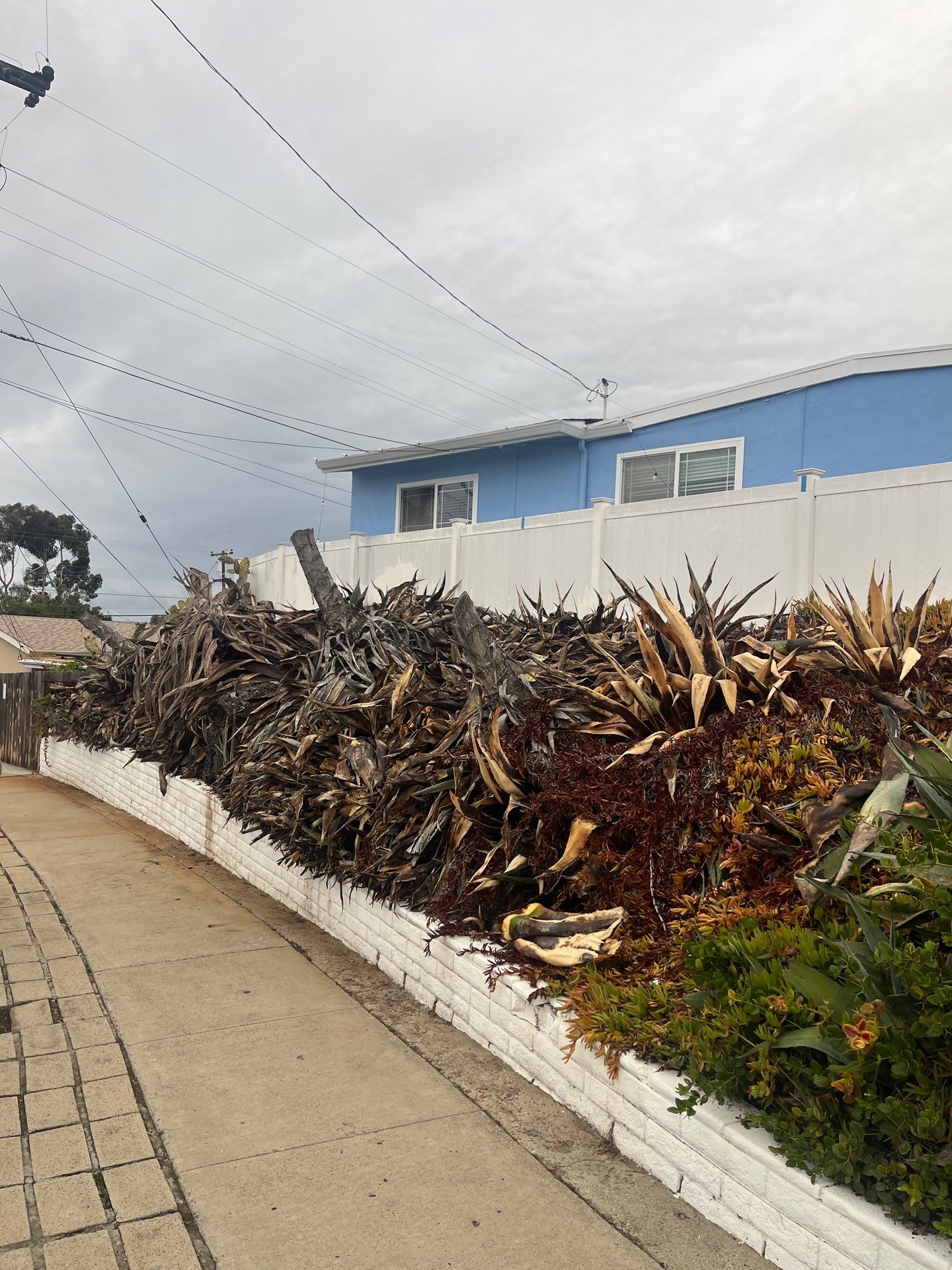 Professional Landscape Clean Up and Debris Removal in San Diego by Yard Techs