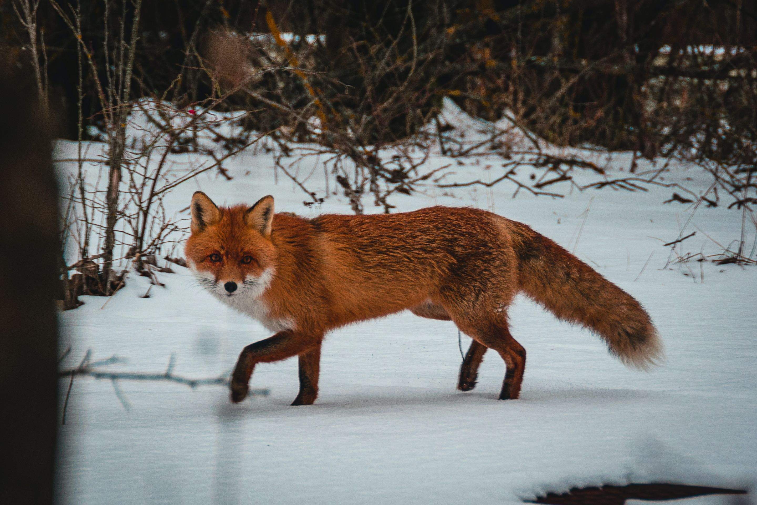 Animals using Ruby by CompanyCam