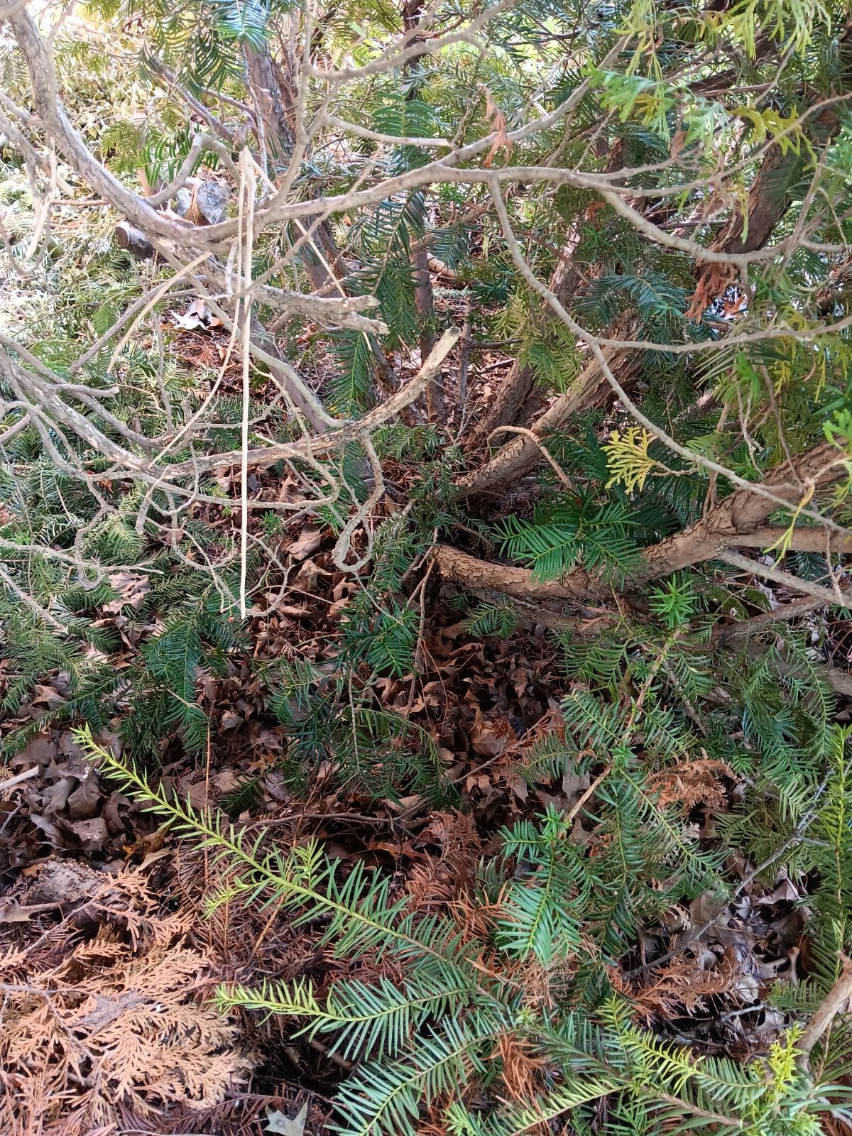 Tree Removal using Tree Removal by Mike Jones & Sons Tree Service LLC 