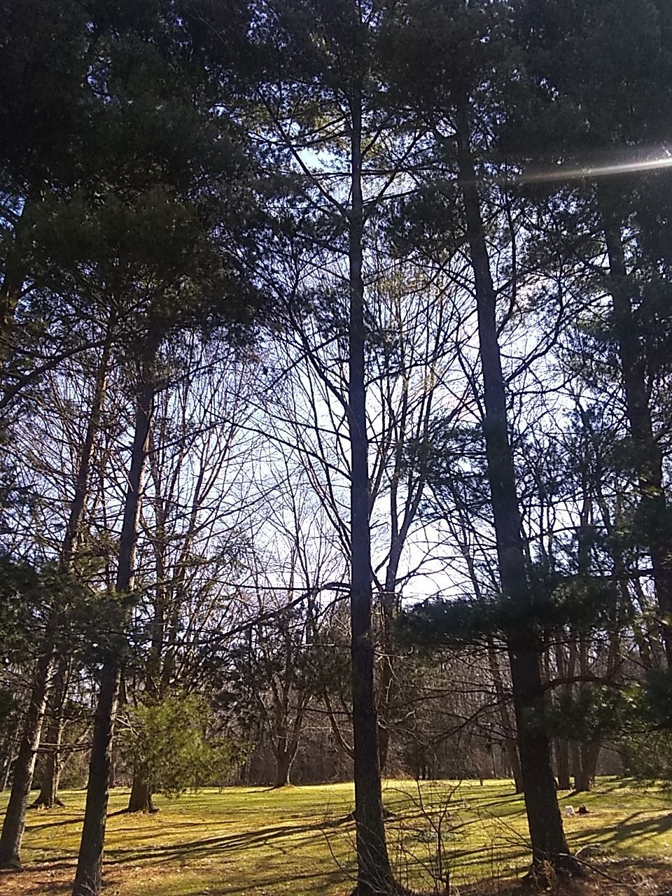 Tree Removal using Tree Removal by Mike Jones & Sons Tree Service LLC 