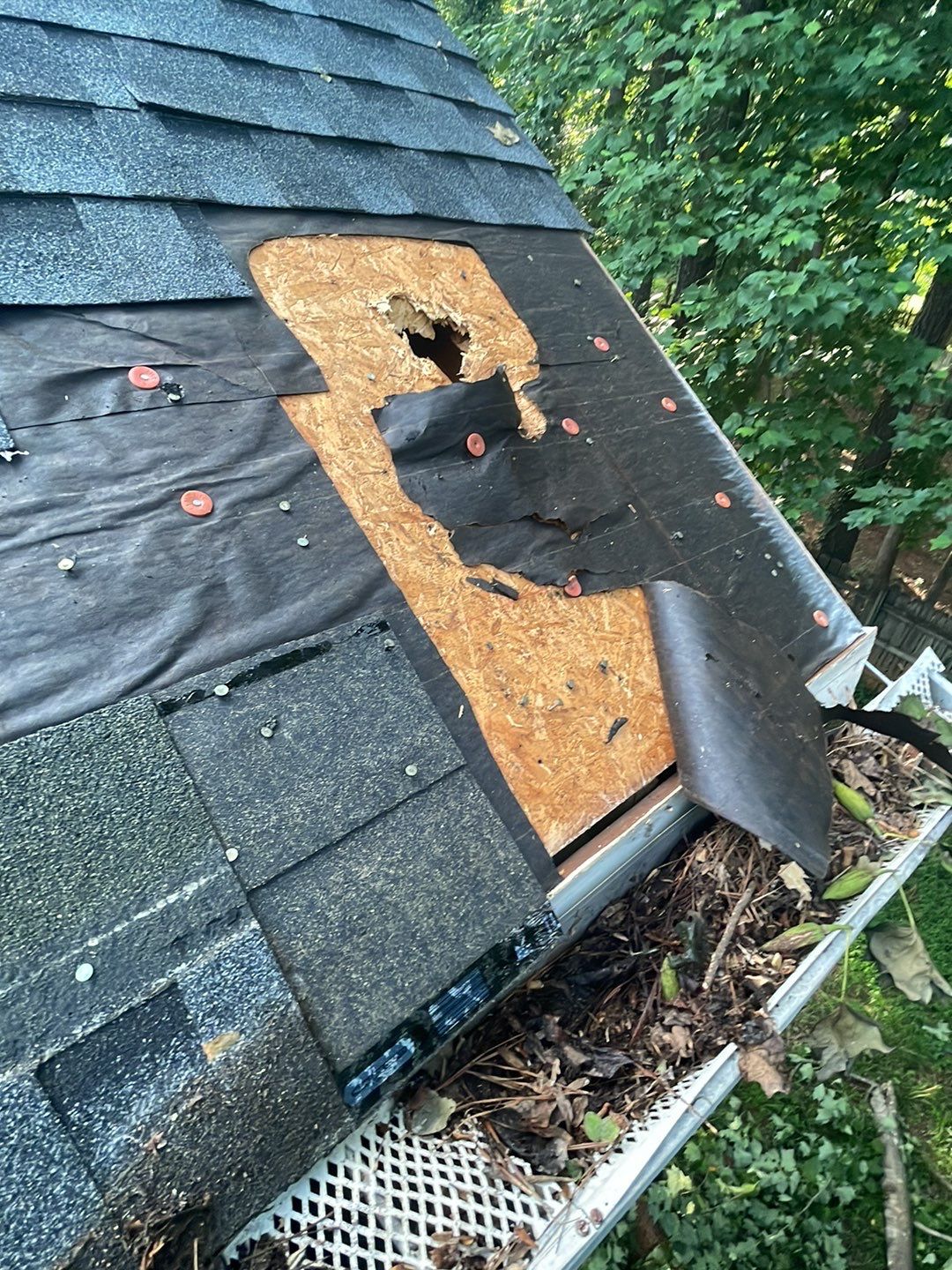 🌳 Tree Limb Hole Repair by Georgia Roof Advisors