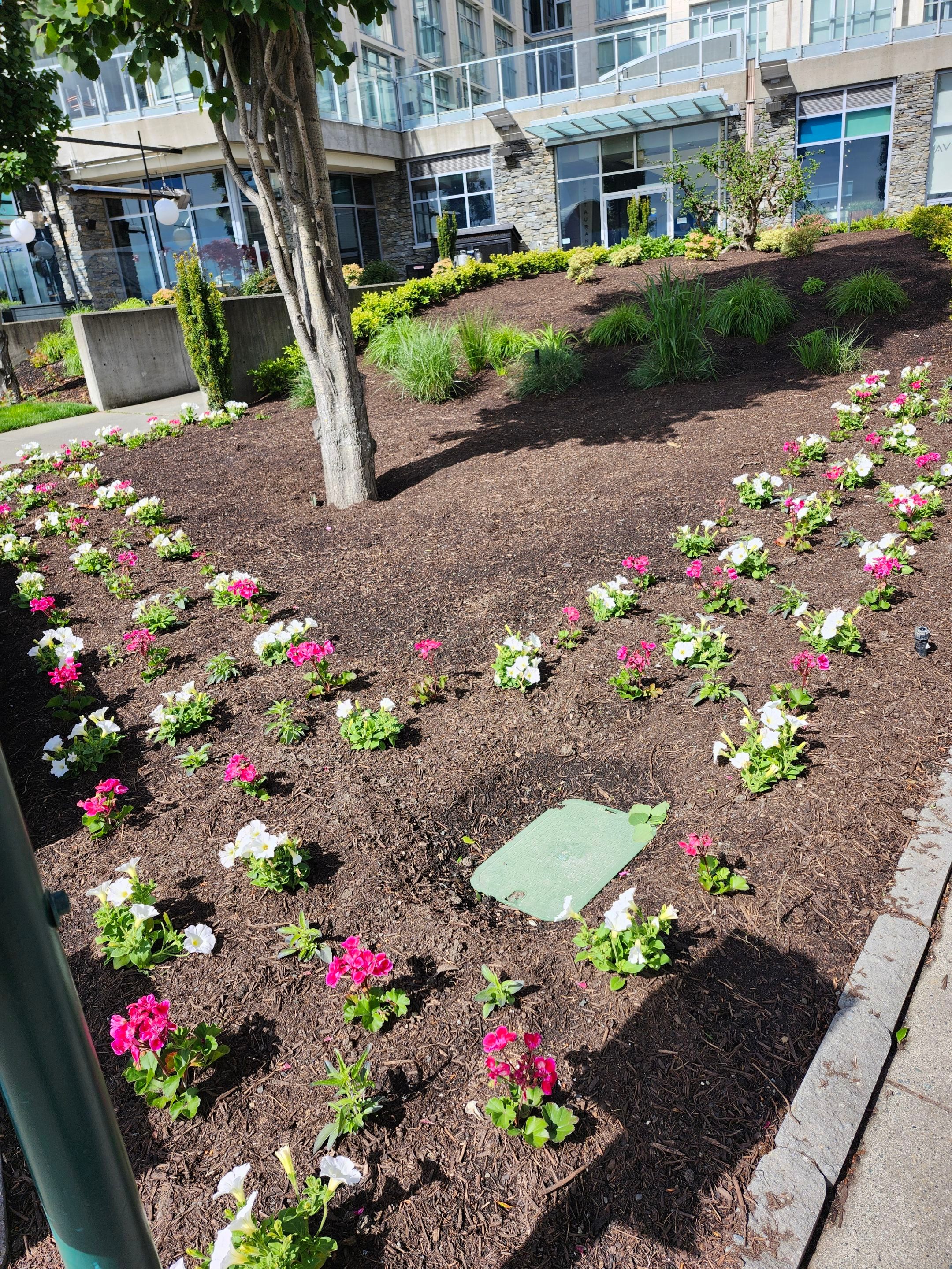 Sidney Pier by Habanero Garden and Exterior Care