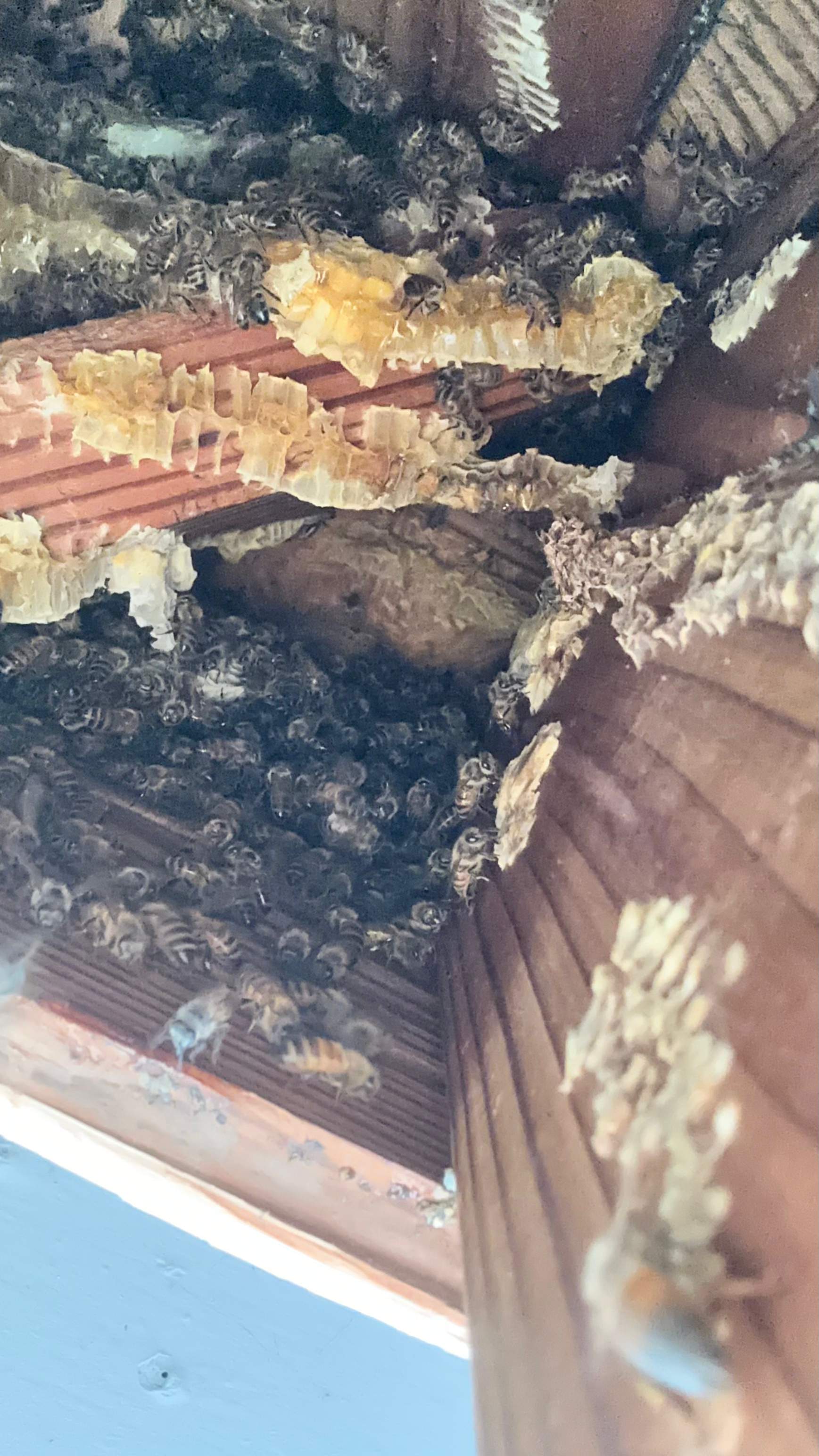 Unsealed Attic by Rockwall Honey Bee Company