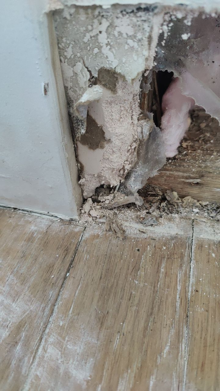 Mold Remediation  by Accountable Home Services